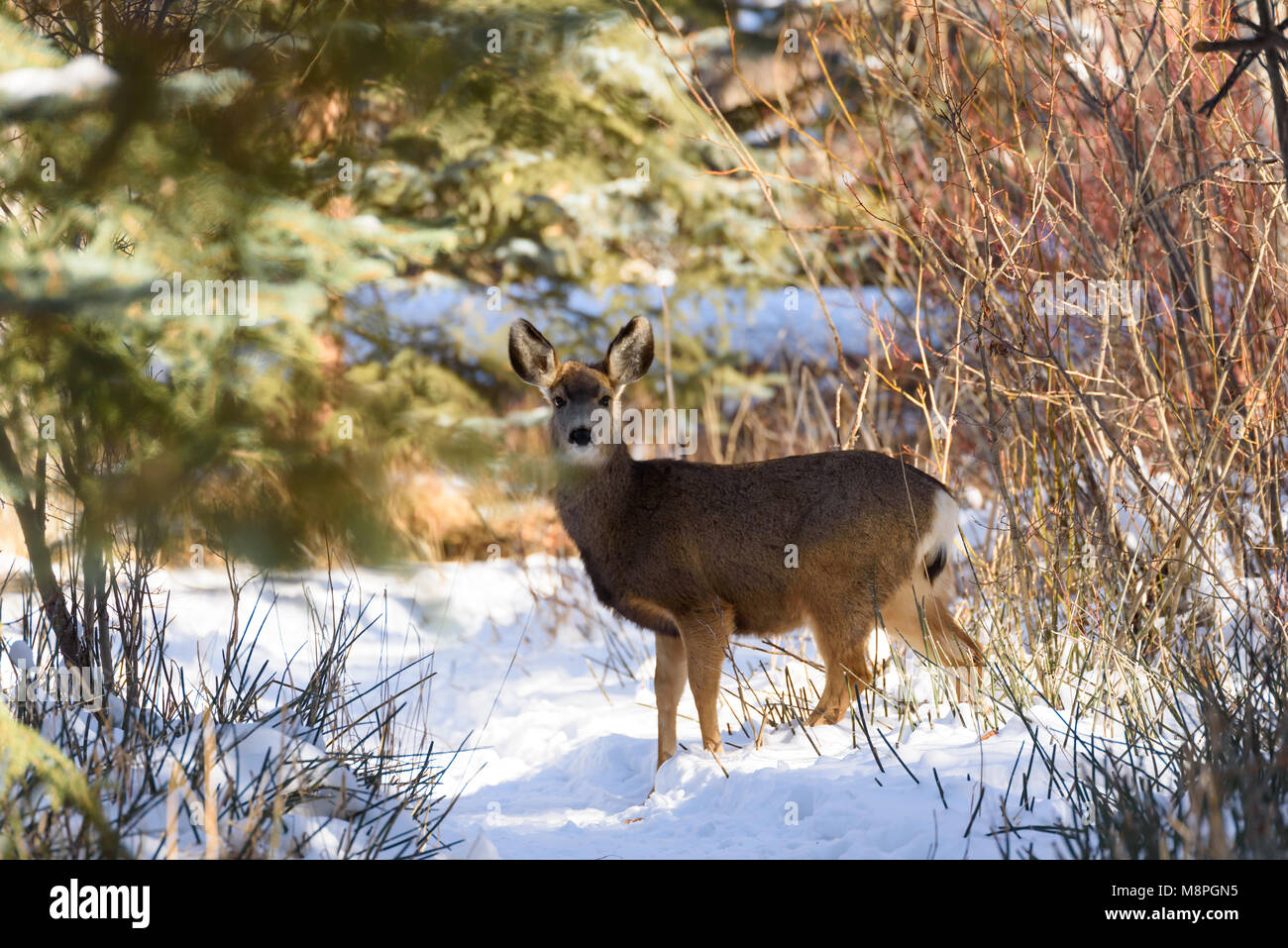 White tailed deer im Schnee Stockfoto