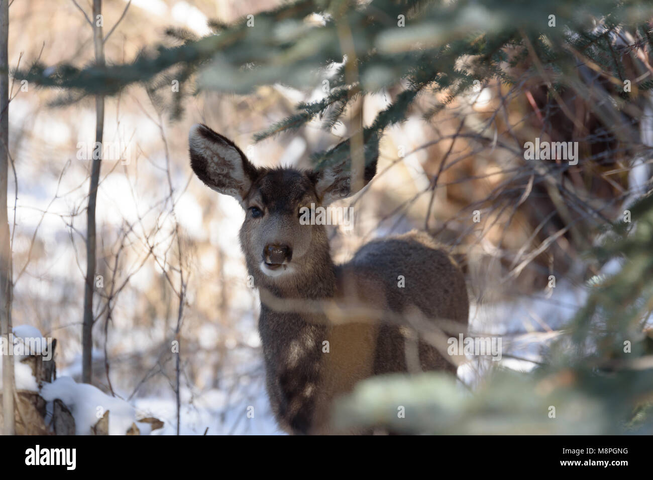 White tailed deer im Schnee Stockfoto