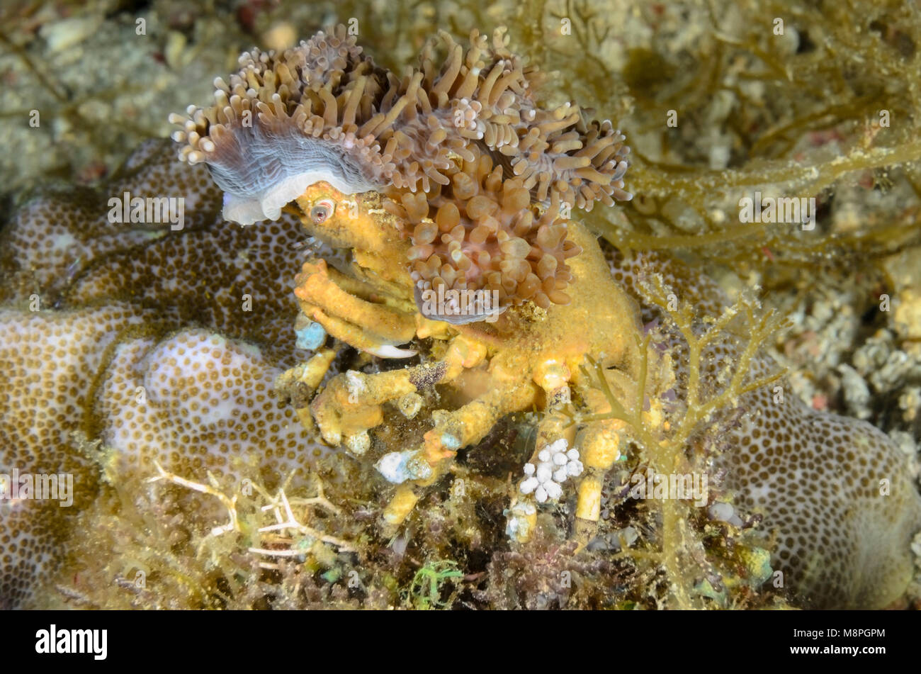 Corallimorph Dekorateur Krabben, Cyclocoeloma tuberculata, Anilao, Batangas, Philippinen, Pazifik Stockfoto