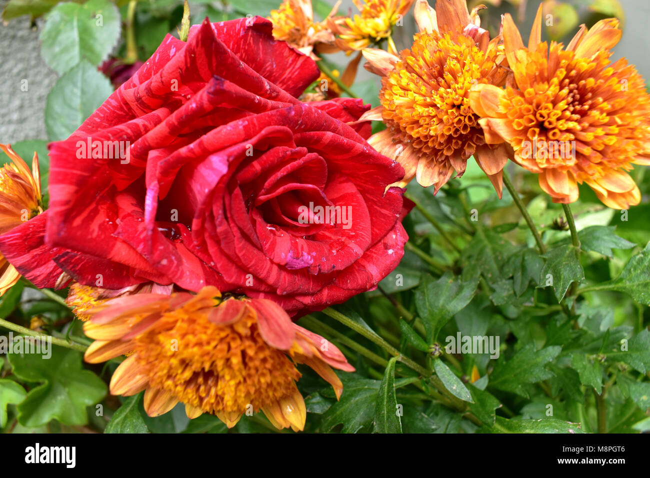 Rote Rose mit warmen Farben. Stockfoto