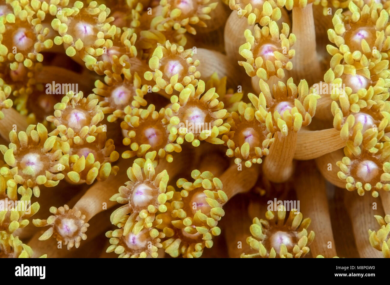 Blumentopf Coral, Goniopora sp., Anilao, Batangas, Philippinen, Pazifik Stockfoto