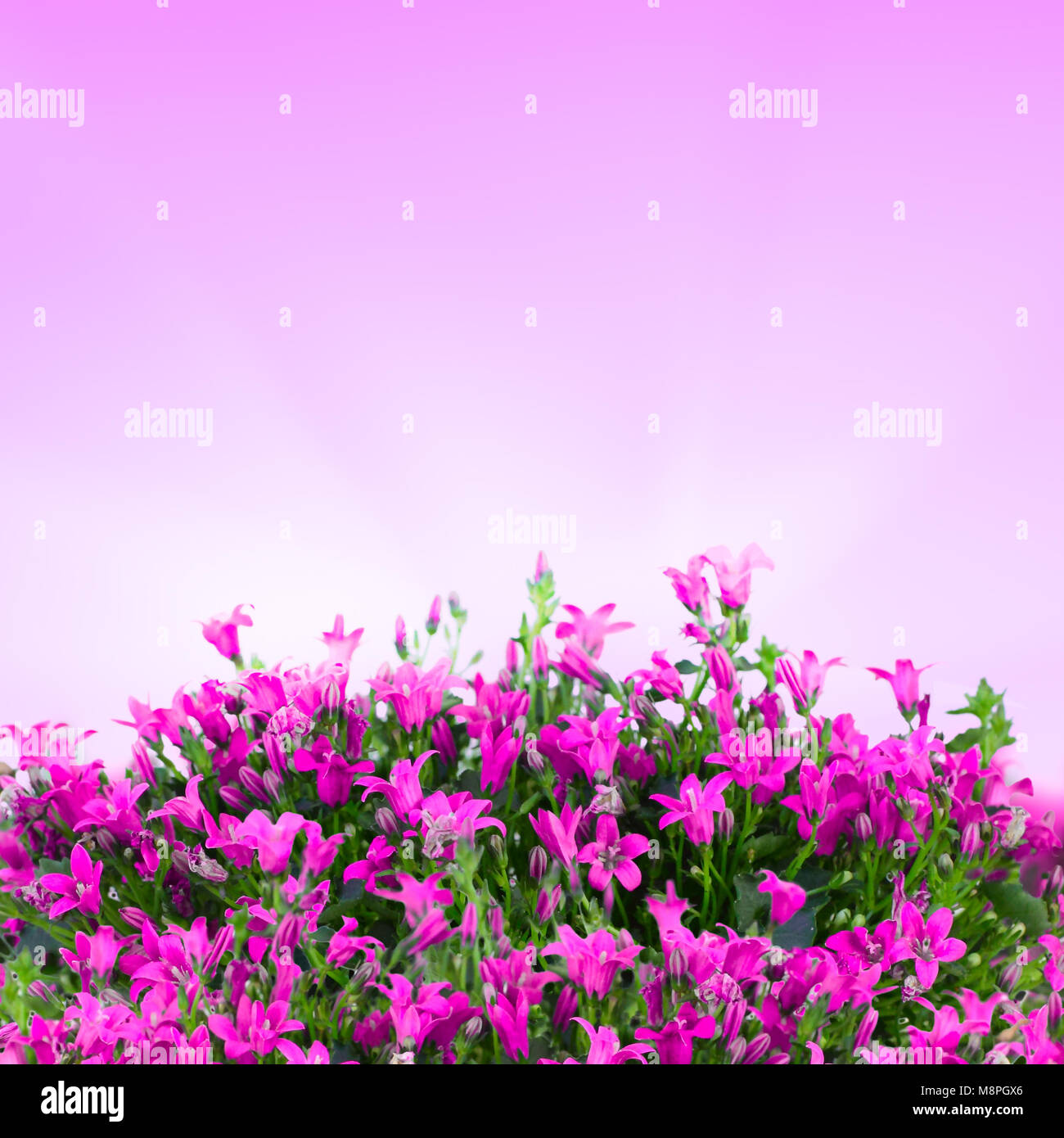 Unscharfe Blumen Hintergrund In Pink Sunrise Licht Stockfotografie Alamy