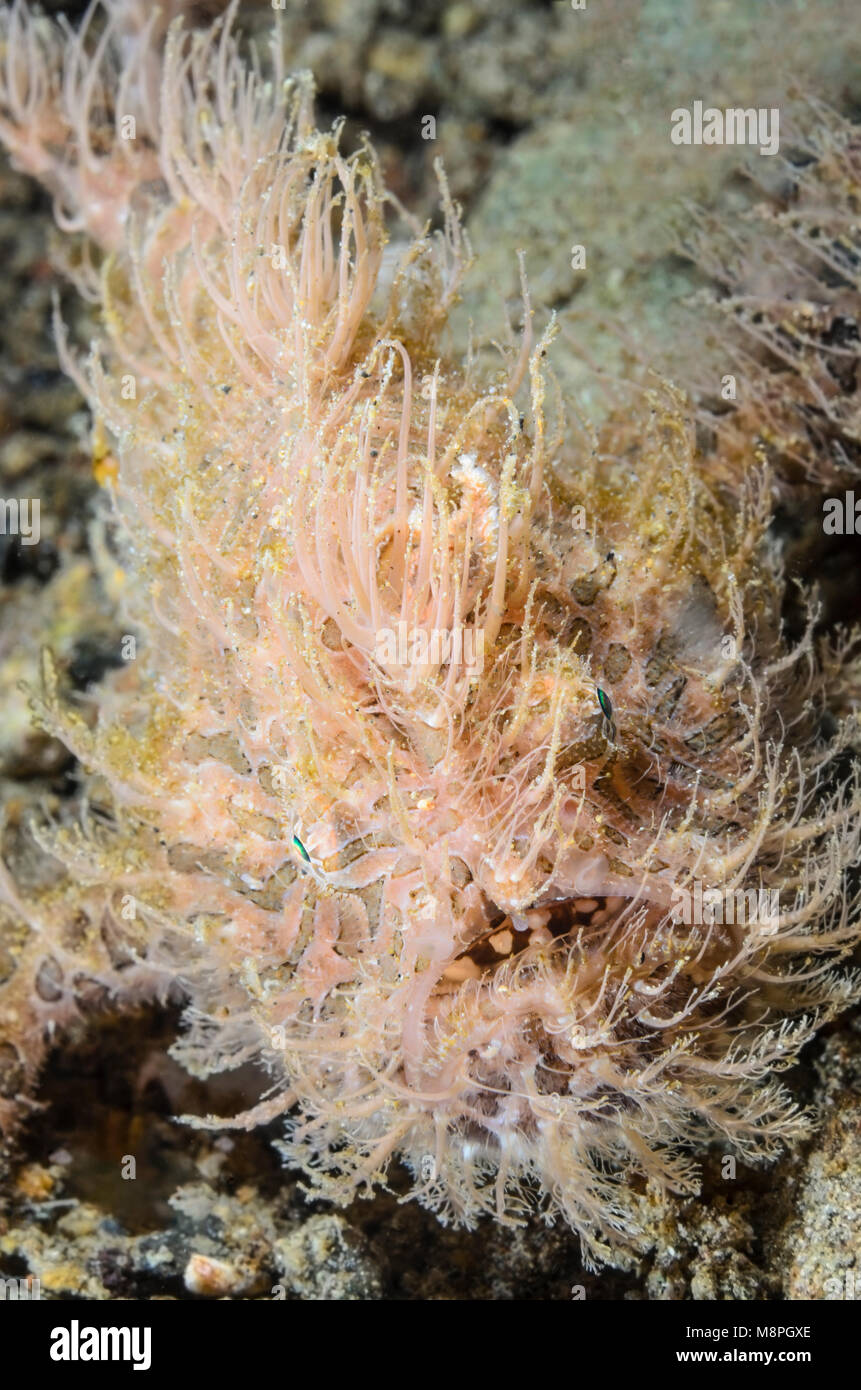 Gestreifter haariger anglerfisch Fotos und Bildmaterial in hoher