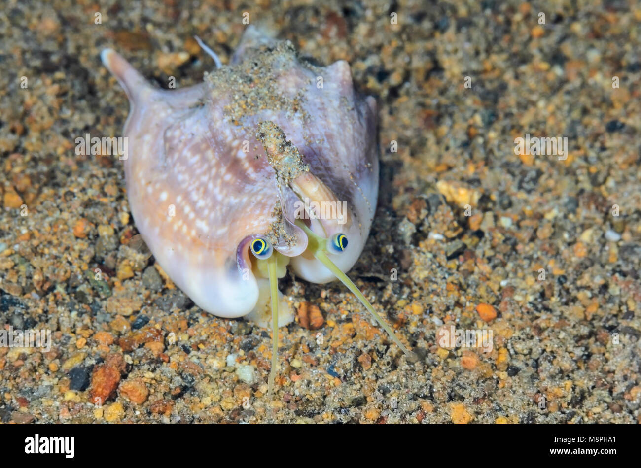 Vomer Conch, Euprotomus vomer, Anilao, Batangas, Philippinen, Pazifik Stockfoto