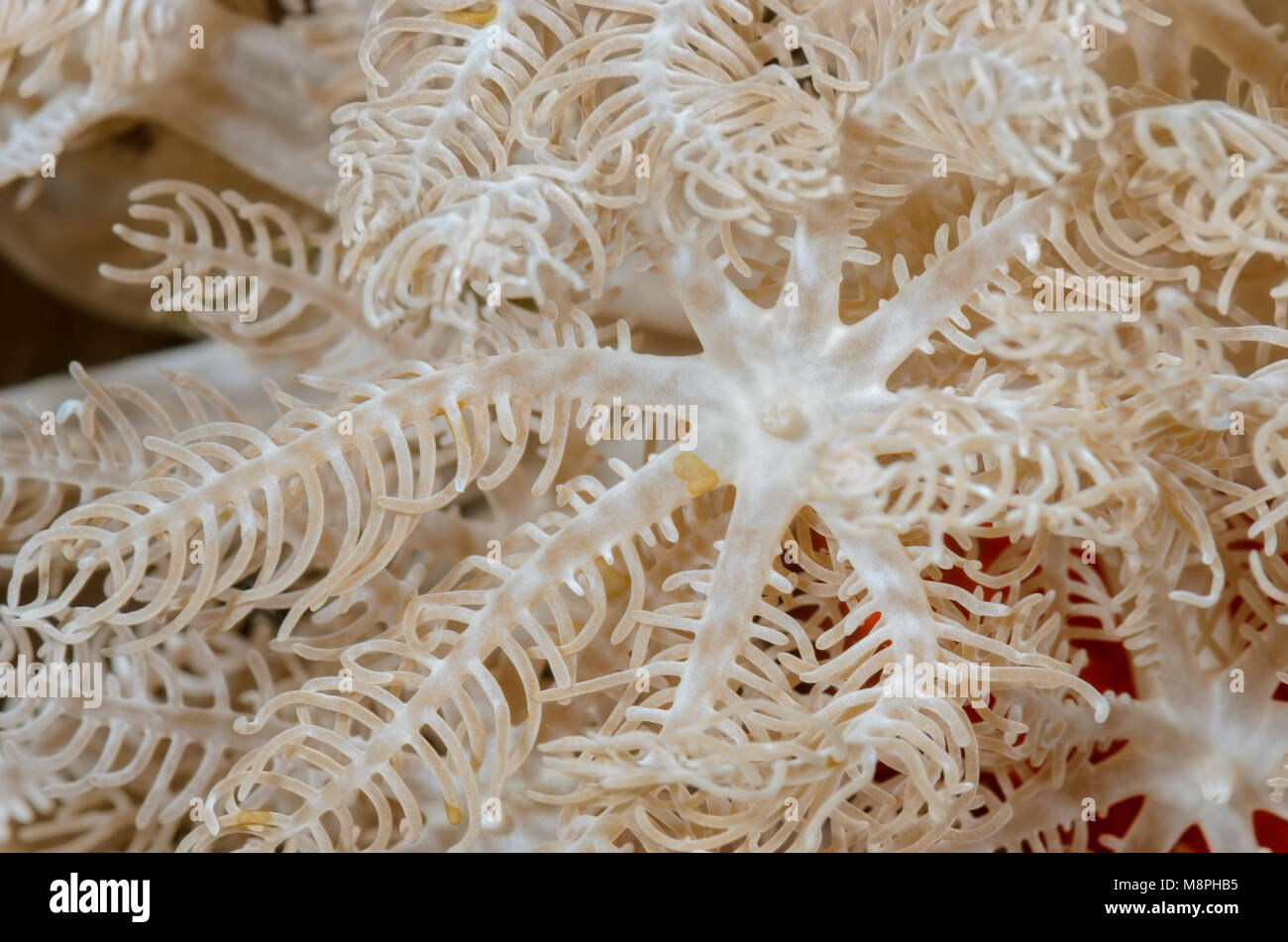 Weiche Korallenpolypen, Anthelia sp., Anilao, Batangas, Philippinen, Pazifik Stockfoto
