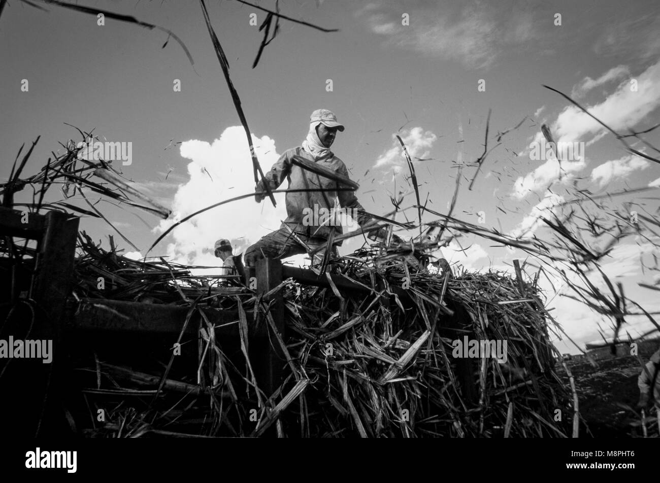 Außendienstmitarbeiter, die Pflanze Zuckerrohr in Brasilien. Das Zuckerrohr wird verwendet, alkoholfreie Getränke zu versüssen. Stockfoto