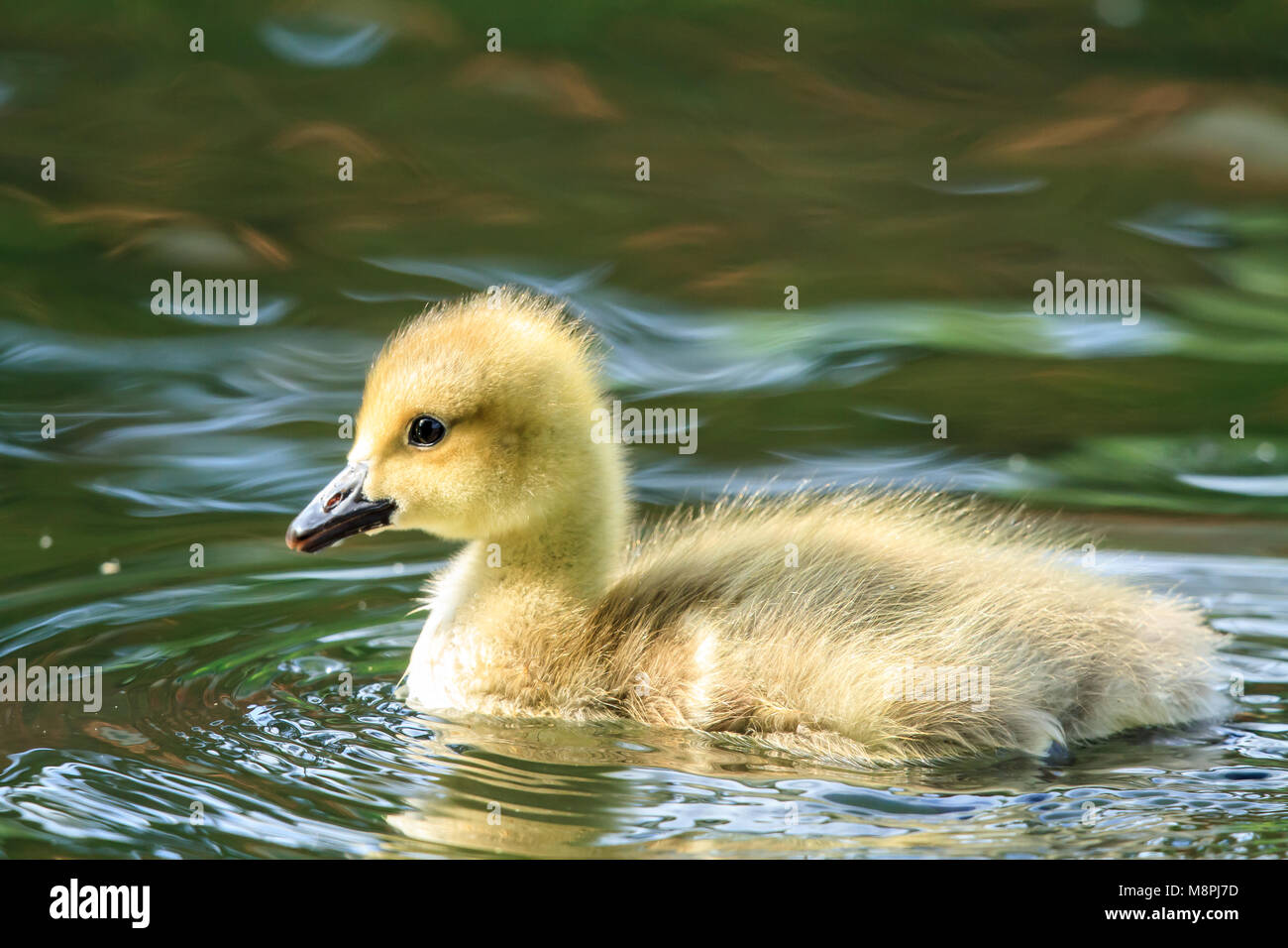 Eine Kanada gans Gosling Stockfoto