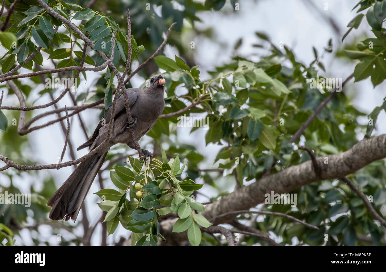 Grau - Weg - Vogel, aka Grau Lourie, Lowrie, loerie oder kwevoel, das Essen von Früchten im Krüger NP, Südafrika Stockfoto