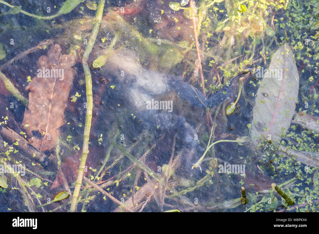 Stirlingshire, Schottland, UK - 19. März 2018: UK Wetter - ein Frosch in einem Wildlife Teich in Stirlingshire eingefroren - ein Unfall der rauen Wetter im Frühling Credit: Kay Roxby/Alamy leben Nachrichten Stockfoto