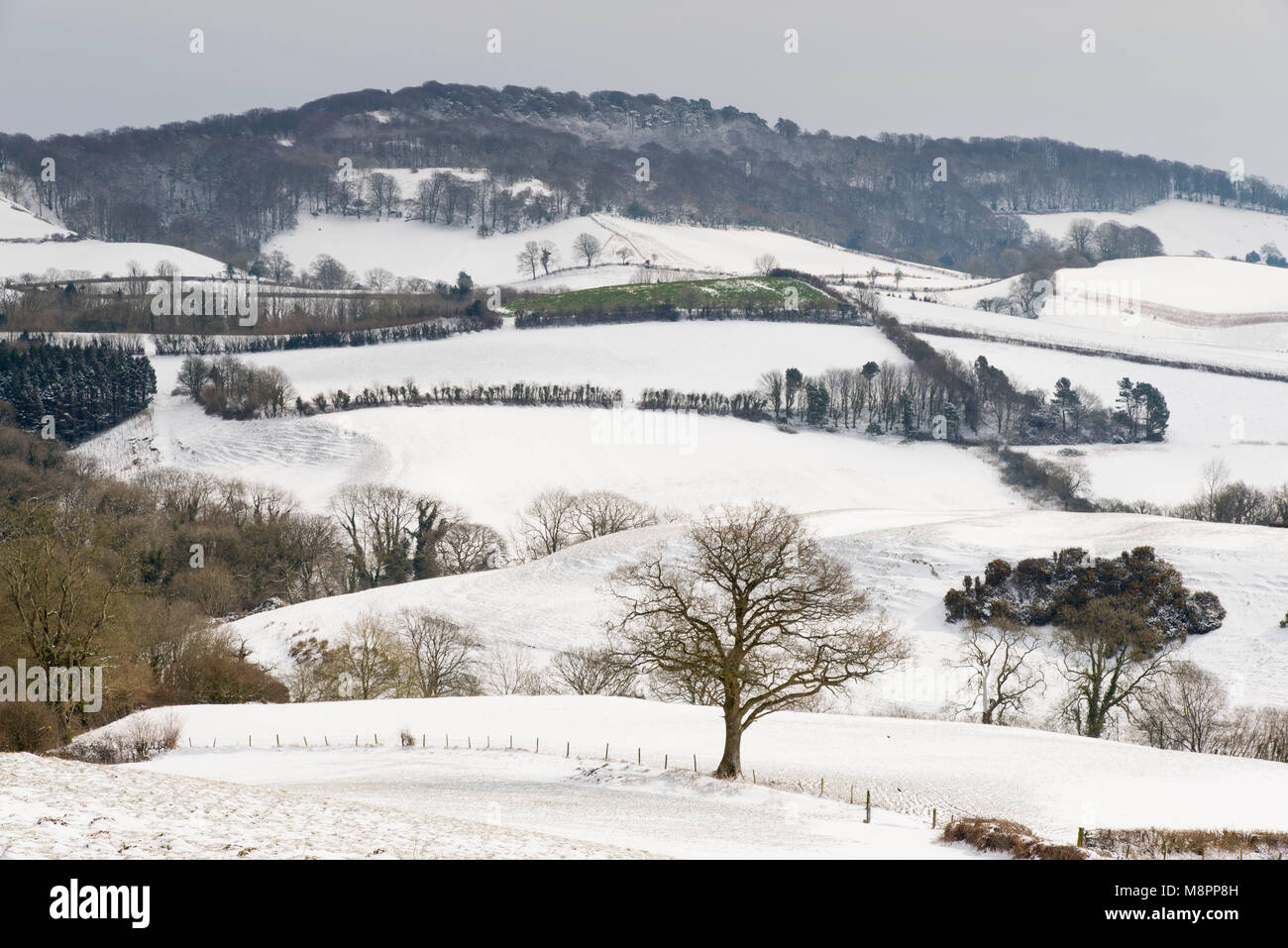 Broadwindsor, Dorset, Großbritannien. 19. März 2018. UK Wetter. Ein Blick auf die verschneite Landschaft in Richtung Lewesdon Hill in der Nähe von Broadwindsor in Dorset auf einem anderen eisig kalten Tag. Foto: Graham Jagd-/Alamy Leben Nachrichten. Stockfoto