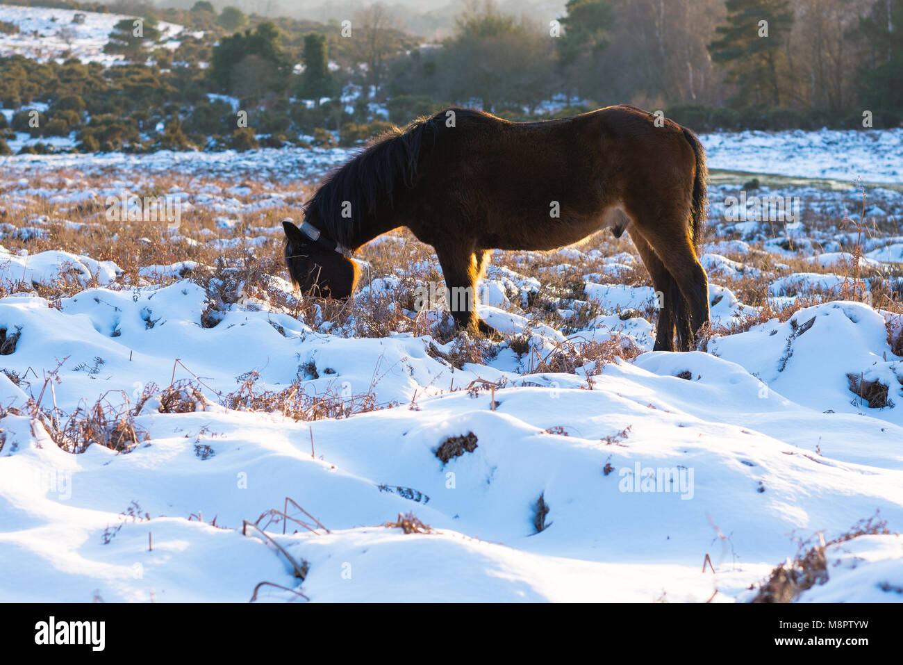 New Forest Pony Grzing in Snow, Hampshire, England, Großbritannien, 19. März 2018. Stockfoto
