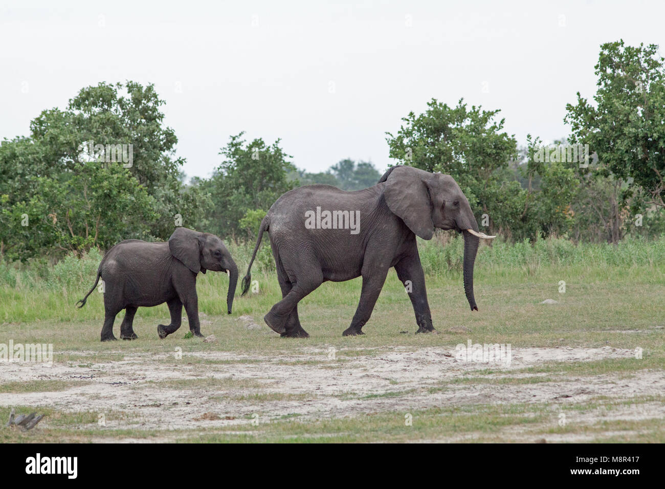 Afrikanischer Elefant (Loxodonta africana). Kuh mit gut gewachsen Junge folgenden. Chobe National Park. Okavango Delta. Botswana. Afrika. Stockfoto