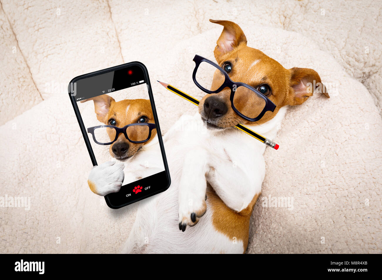 Büroangestellter Geschäftsmann Jack Russell Hund als Chef und Küchenchef, ein selfie mit Bleistift oder Kugelschreiber im Mund Stockfoto