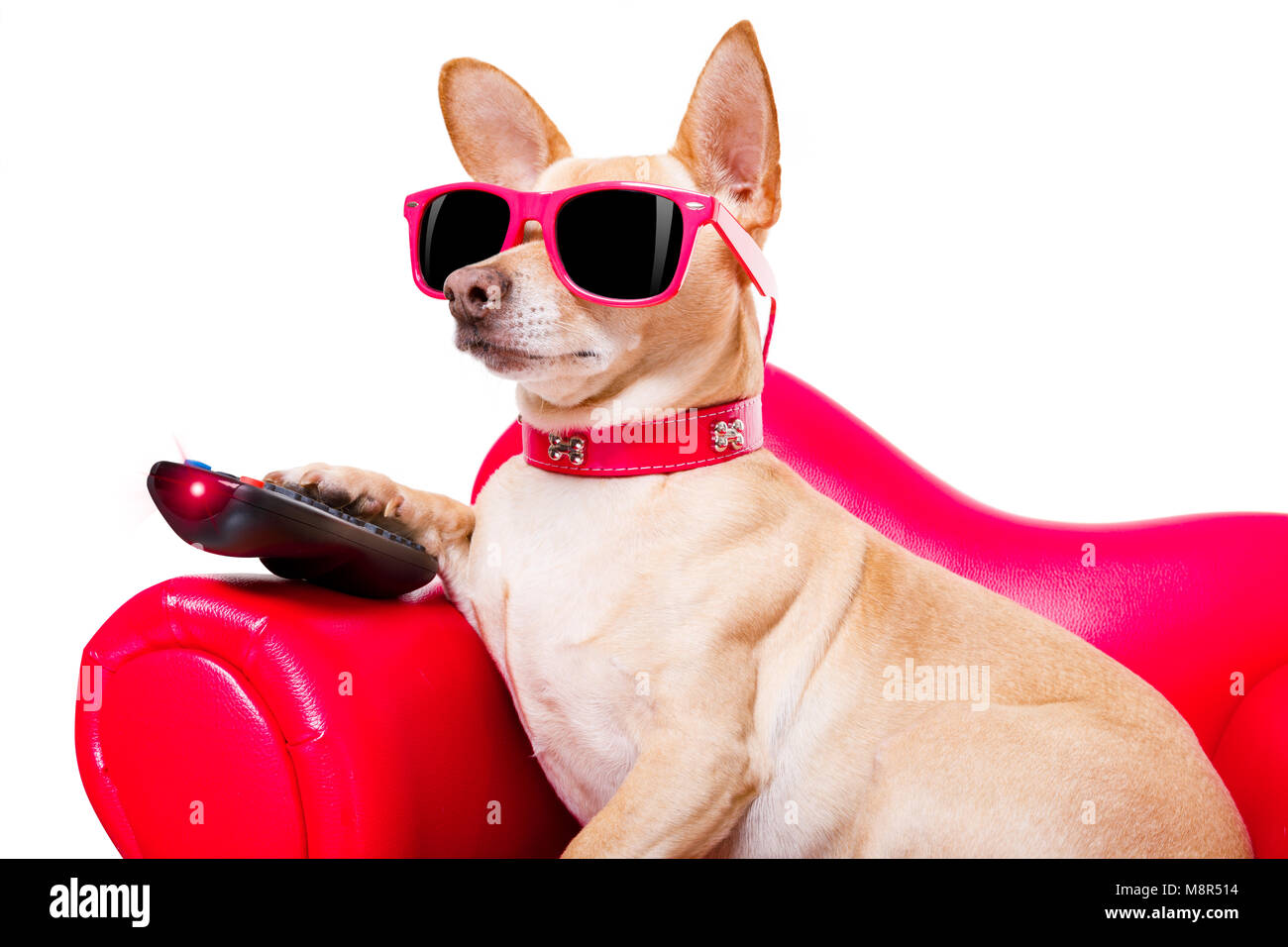 Chihuahua Hund vor dem TV oder einen Film auf einem roten Sofa oder Couch mit Fernbedienung Wechsel der Kanäle Stockfoto