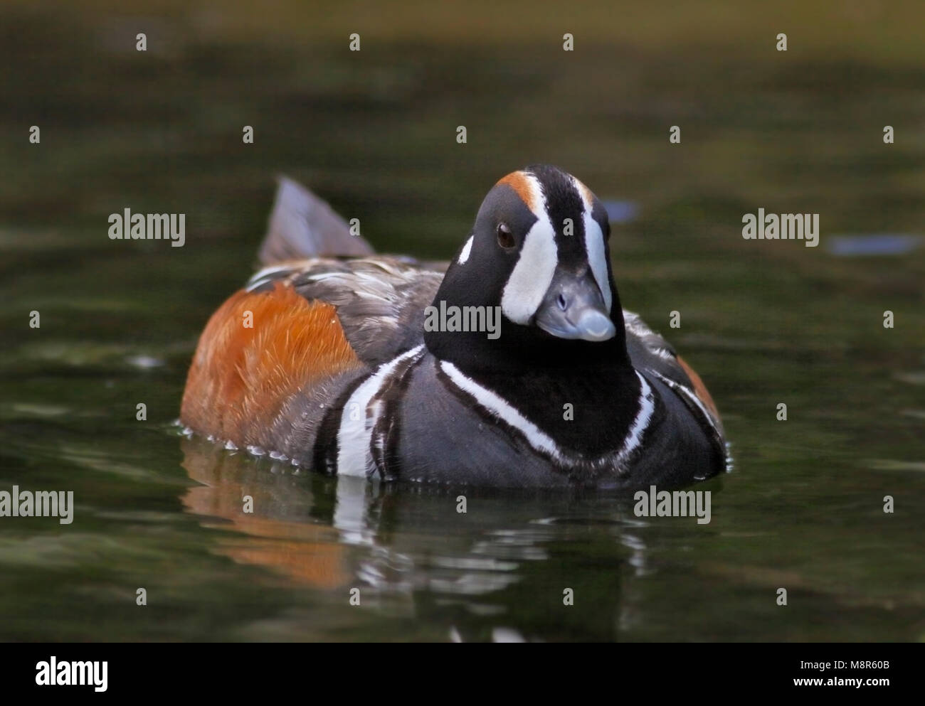 Harlequin Duck (histrionicus histrionicus) Männlich Stockfoto