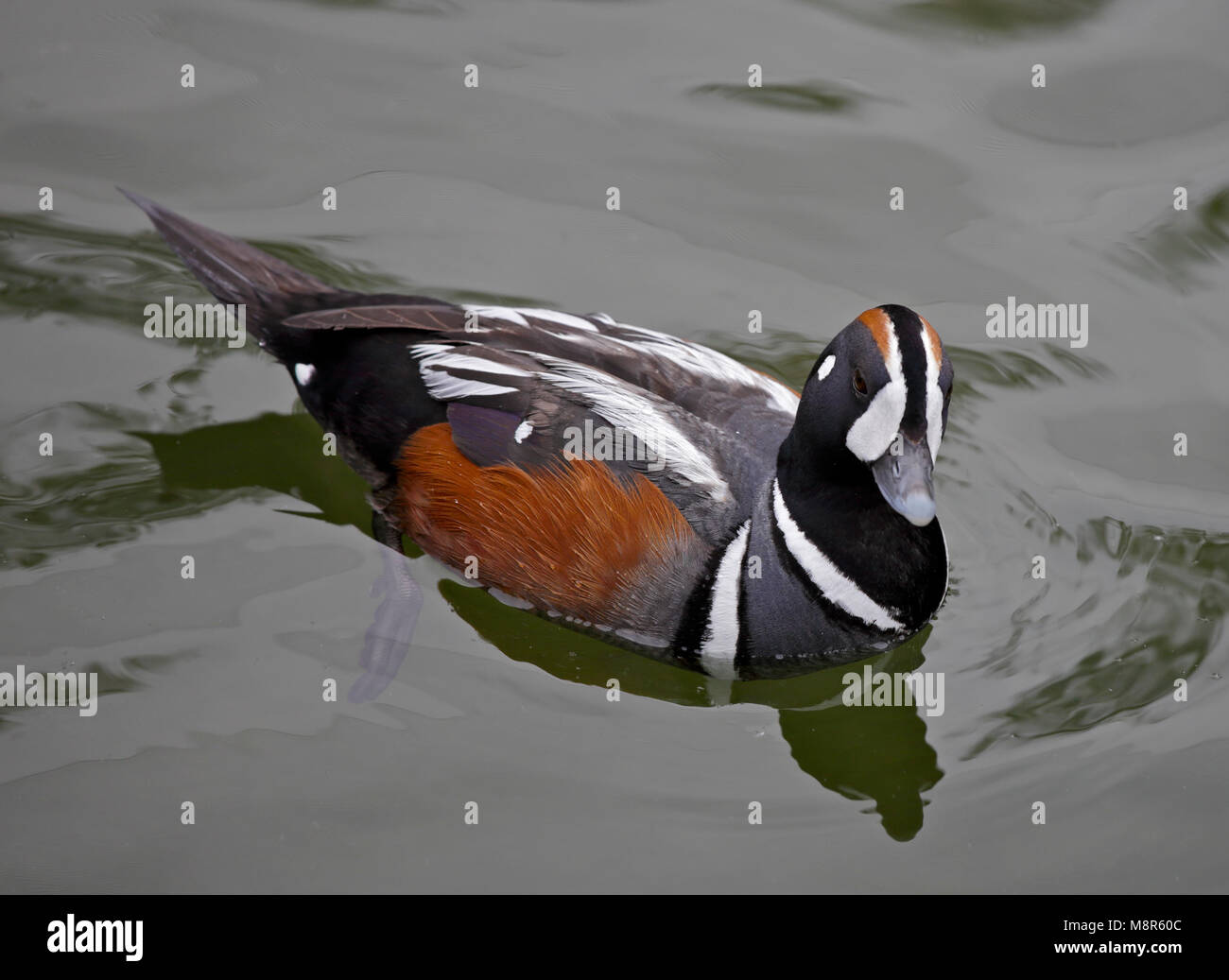 Harlequin Duck (histrionicus histrionicus) Männlich Stockfoto