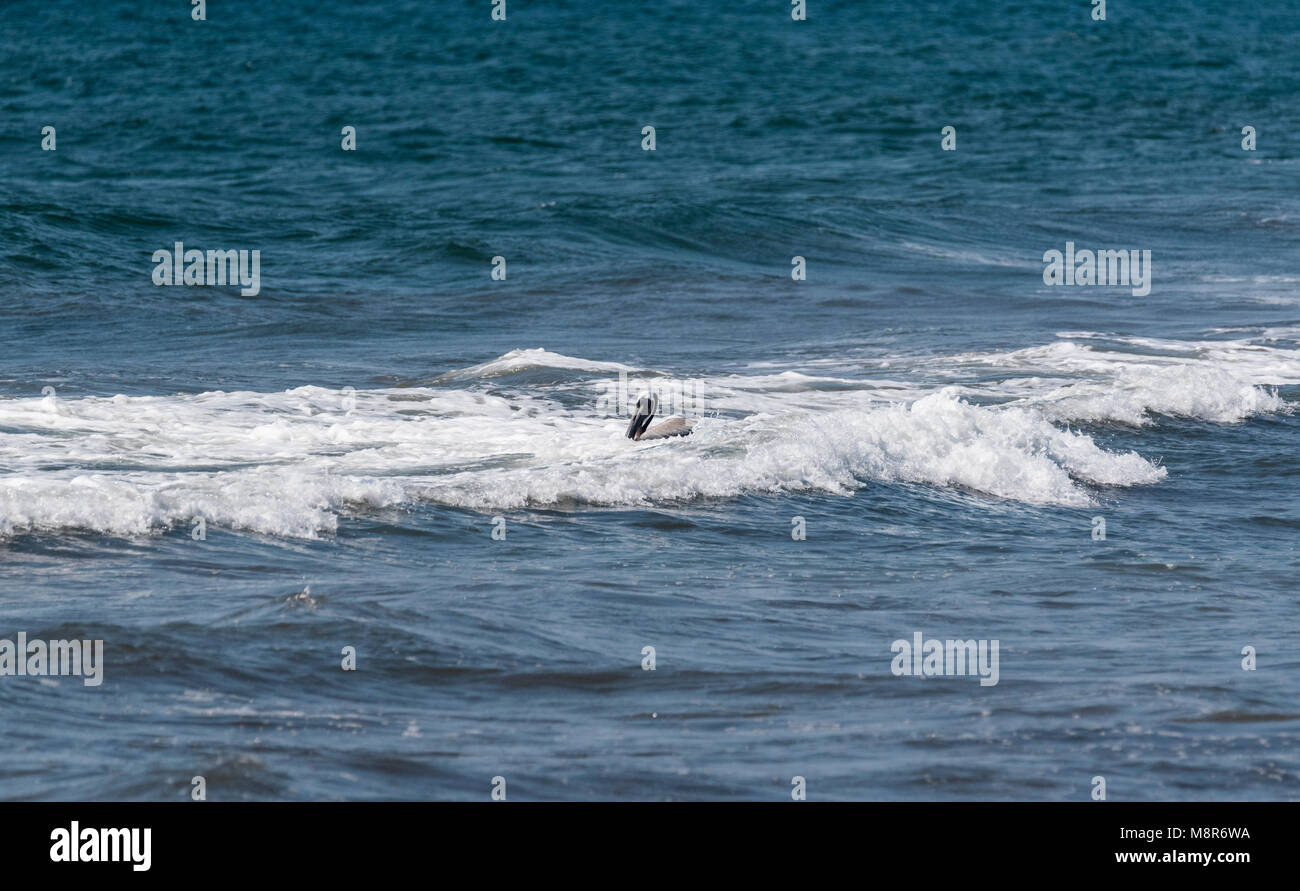 Braunpelikan (Pelecanus occidentalis) Schwimmen im Pazifik. Stockfoto