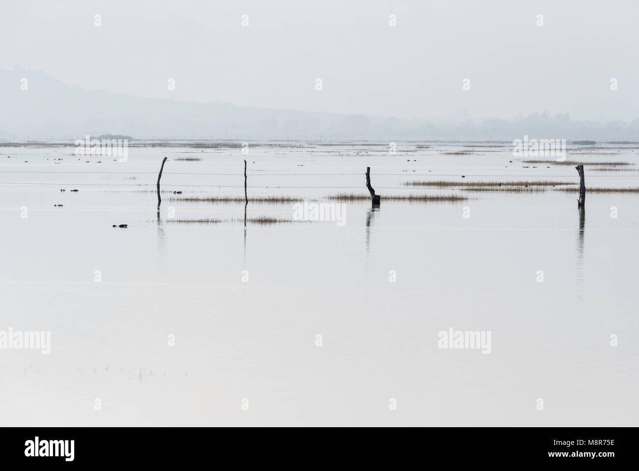 Sayula Salt Flats in Mexiko, die Heimat vieler Vögel im Winter Stockfoto