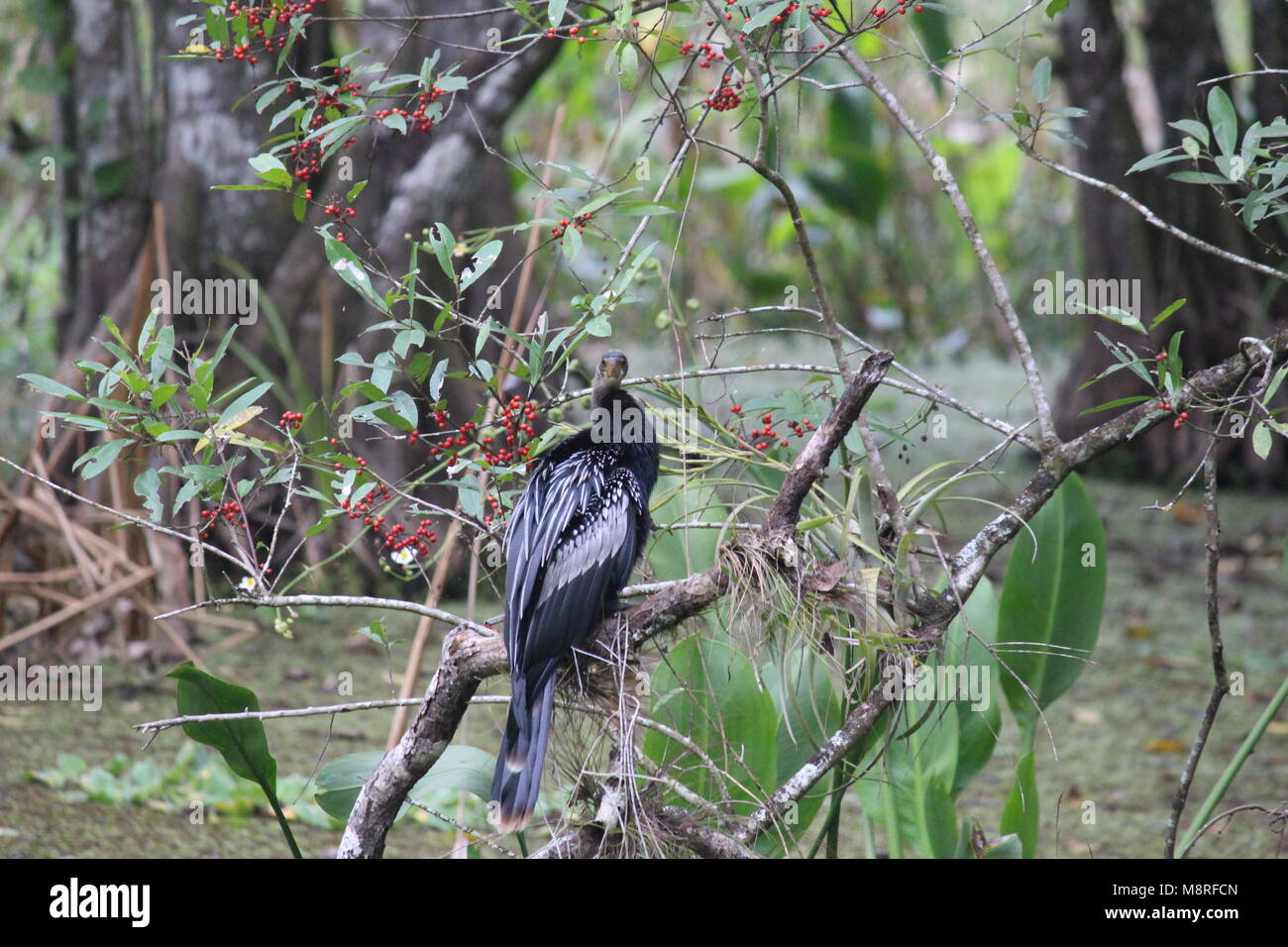 Wasservogel Stockfoto