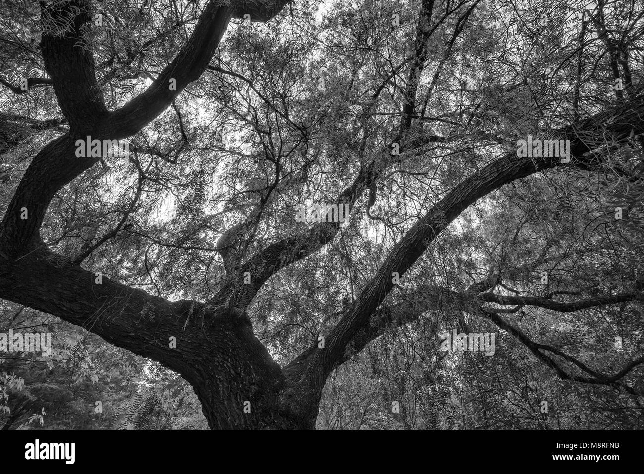 Low Angle View von Baum- und Zweigstellen Stockfoto