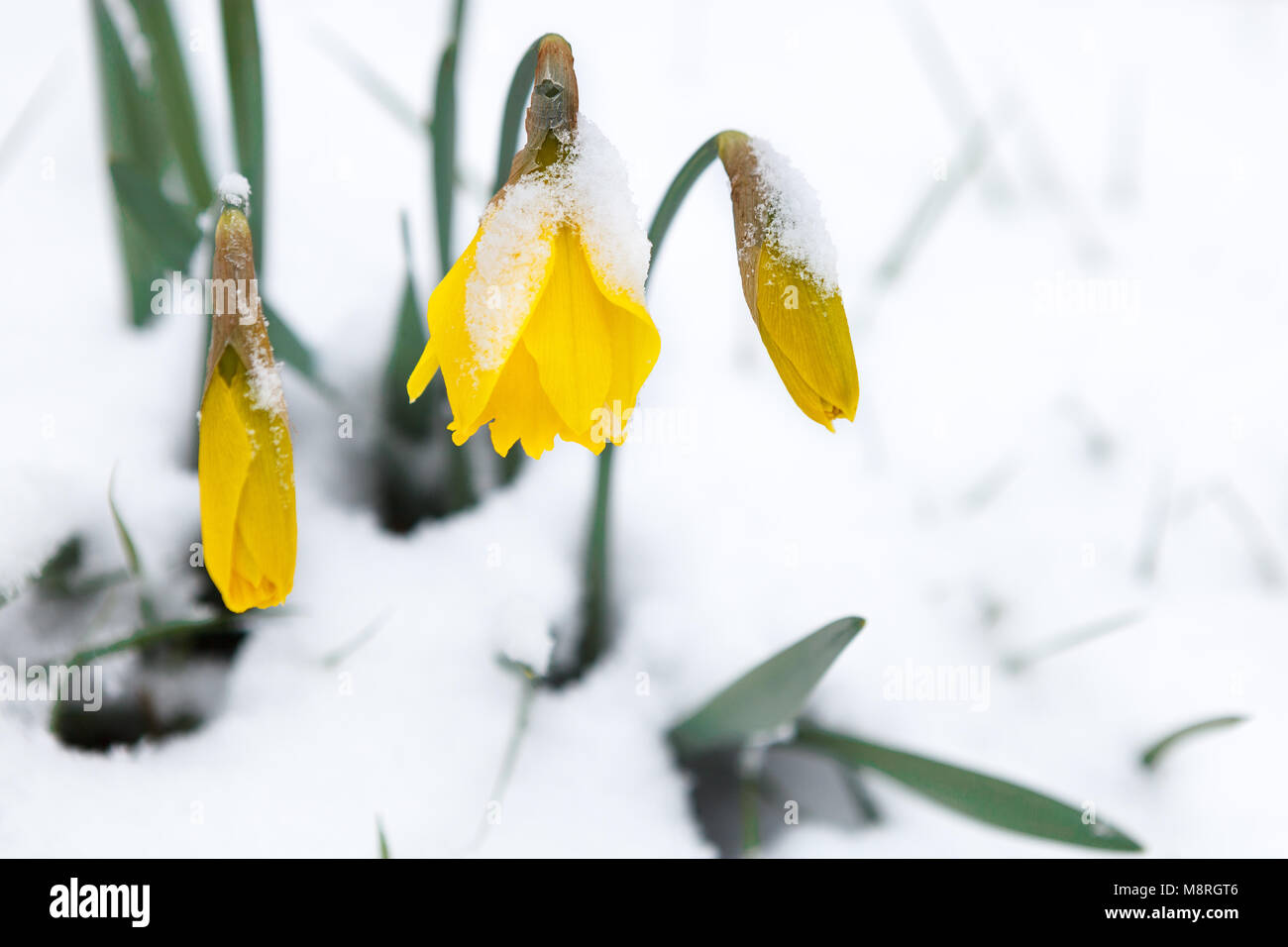 Frühling Narzissen Kampf in Schnee Stockfoto