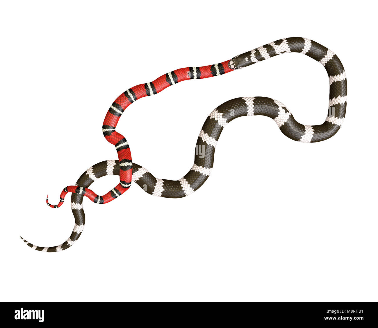 3D-Darstellung eines California King Snake das Schlucken eines Scarlet King Snake Stockfoto