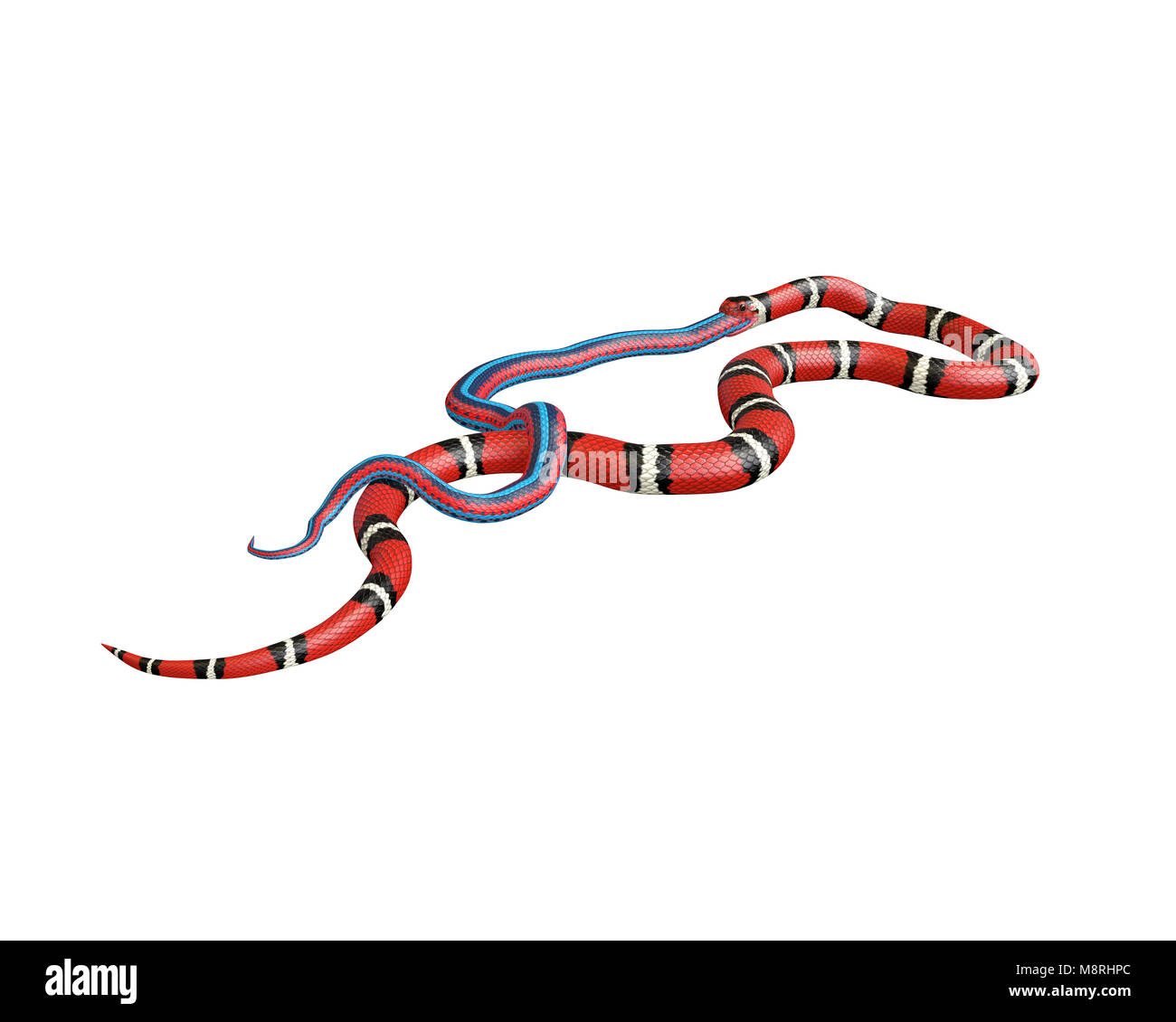 3D-Darstellung eines Scarlet King Snake das Schlucken eines Blue Red Snake Stockfoto