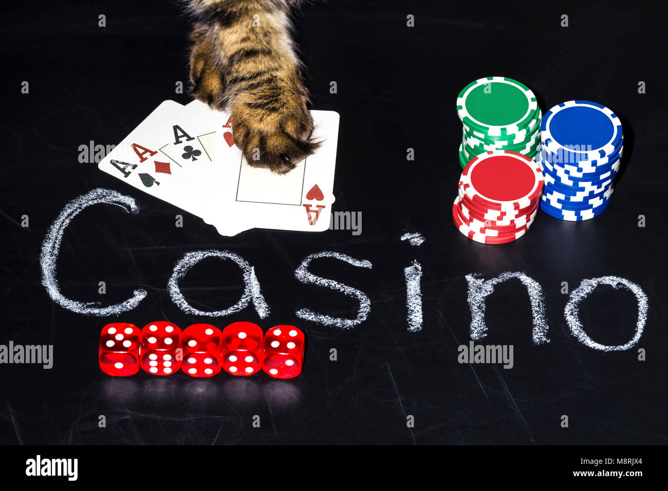 Zubehör für Poker spielen auf der Tafel mit der Inschrift des Casinos, die Katze nimmt den Jackpot, die Pfoten auf den Karten Stockfoto