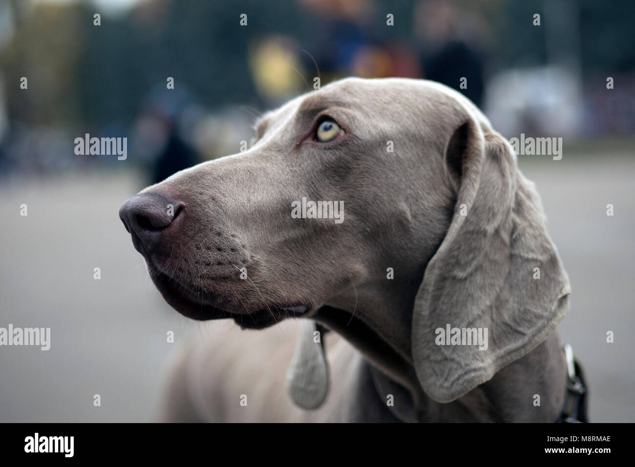 Ein wunderschöner weimaraner Hund Kopf portrait Stockfoto
