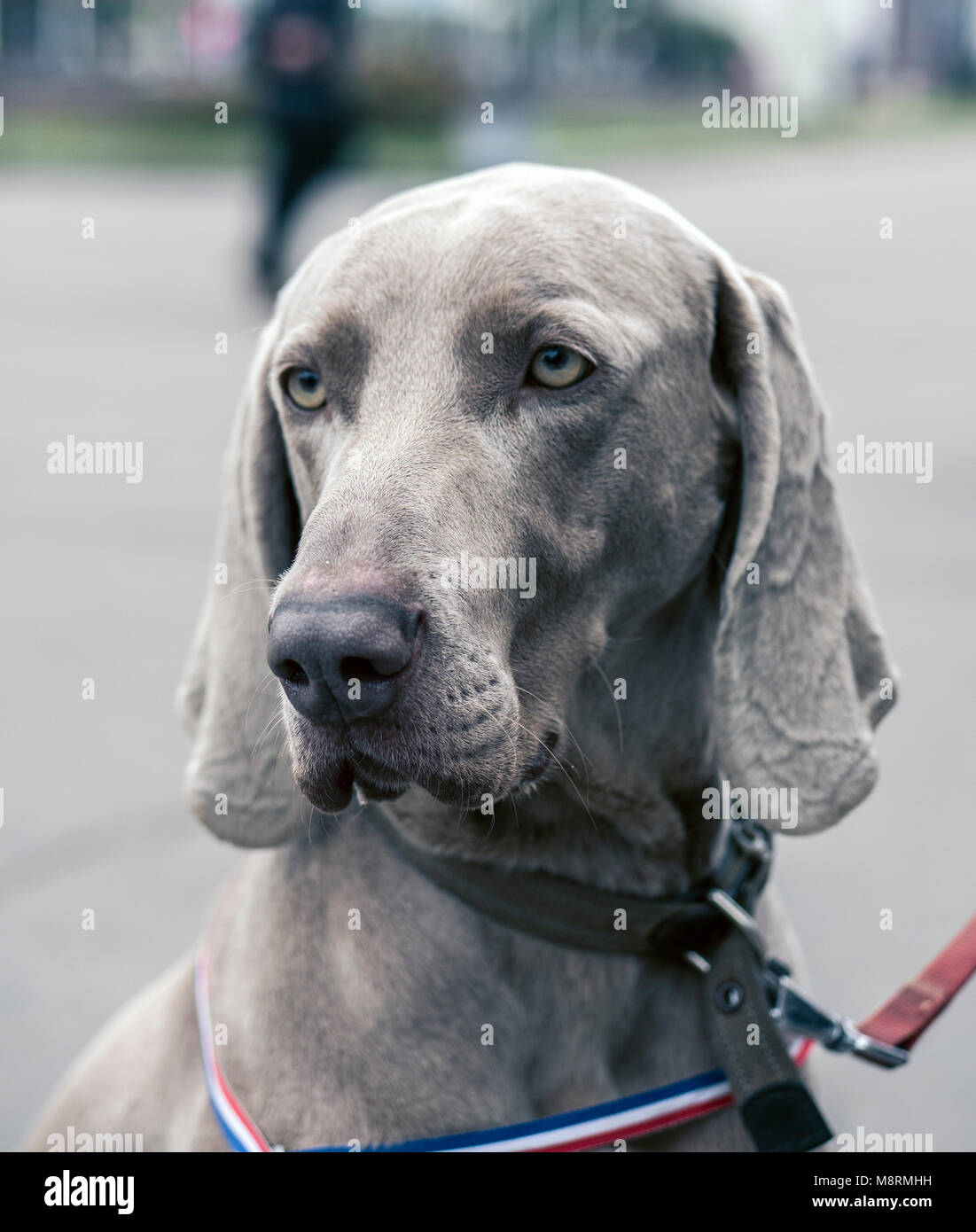 Schließen Portrait von wunderschönen weimaraner Hund. Der Weimaraner ist ein universell einsetzbarer Jagdhund Stockfoto