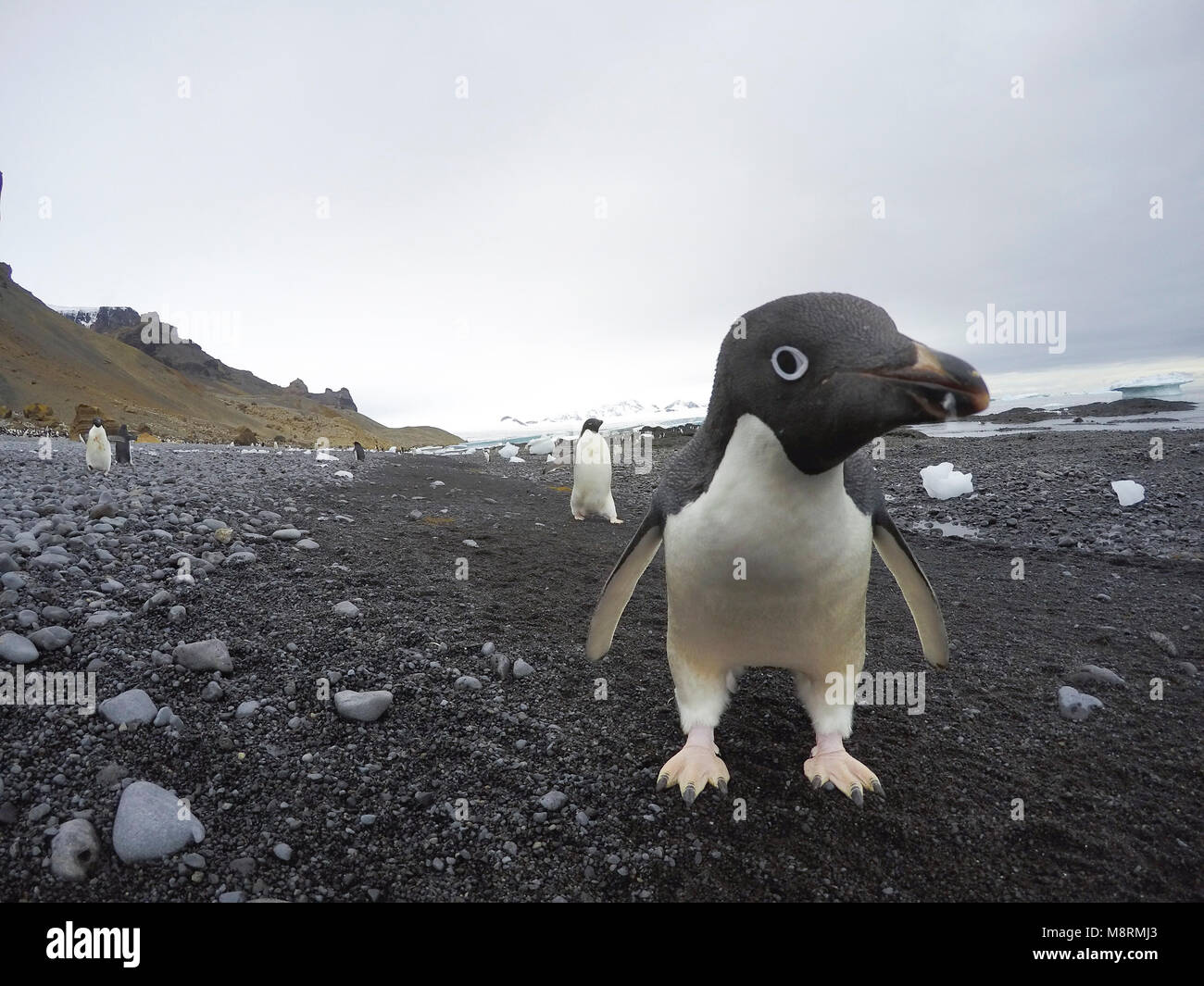 Nahaufnahme, Porträt einer Adelie Pinguin an der Brown Bluff, Antarktis. Stockfoto