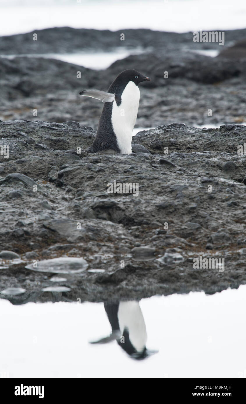 Eine Adelie penguin Spaziergänge entlang der Küste werfen ein Spiegelbild im Wasser an der Brown Bluff, Antarktis. Stockfoto
