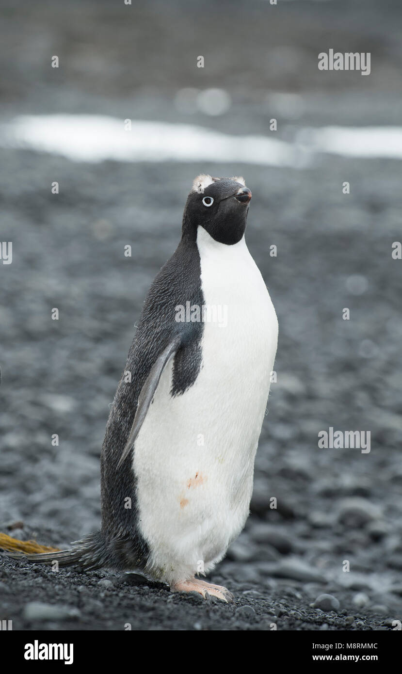 Eine Adelie Pinguin steht entlang der Küstenlinie an der Brown Bluff, die Antarktis in den späten Phasen der Mauser, mit sichtbaren Federn oben auf den Kopf. Stockfoto