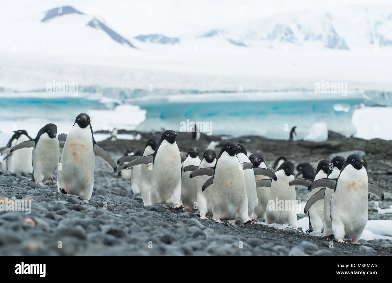 Gruppen von Adelie Pinguine Spaziergang entlang der Küste bei Brown Bluff, Antarktis. Stockfoto