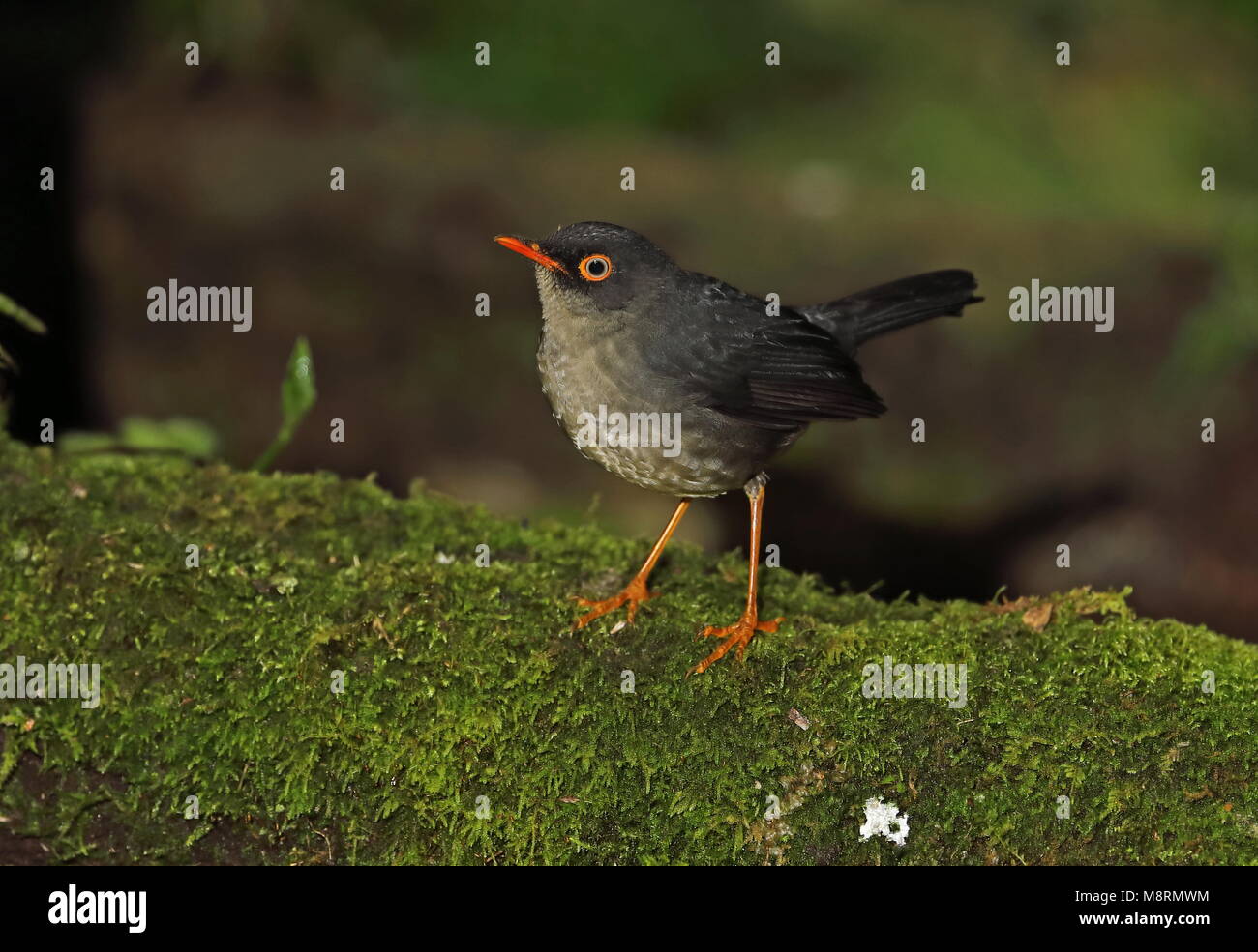 Slaty-backed Nachtigall - soor (Catharus fuscater fuscater) Erwachsenen auf dem Moosigen Vinicio Birdwatcher's House, Nono-Mindo Straße, Ecuador Feb anmelden Stockfoto