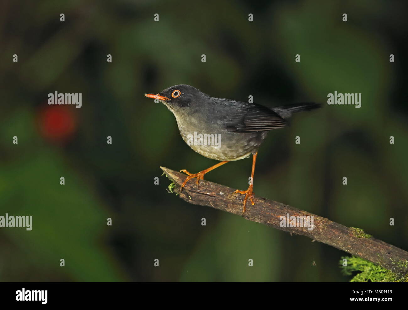 Slaty-backed Nachtigall - soor (Catharus fuscater fuscater) Erwachsenen auf dem Moosigen Vinicio Birdwatcher's House, Nono-Mindo Straße, Ecuador Feb anmelden Stockfoto