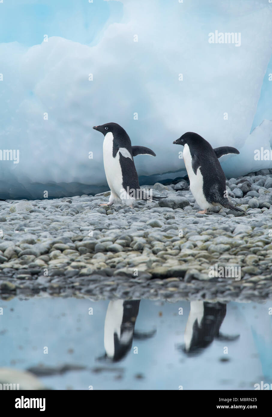 Zwei Adelie Pinguine Spaziergänge entlang der Küste werfen ein Spiegelbild im Wasser an der Brown Bluff, Antarktis. Stockfoto