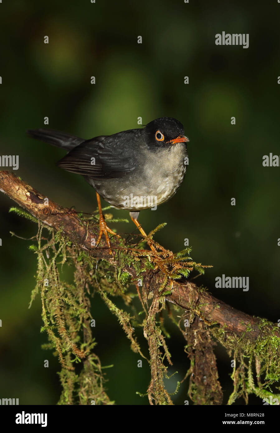 Slaty-backed Nachtigall - soor (Catharus fuscater fuscater) Erwachsenen auf dem Moosigen Vinicio Birdwatcher's House, Nono-Mindo Straße, Ecuador Feb anmelden Stockfoto