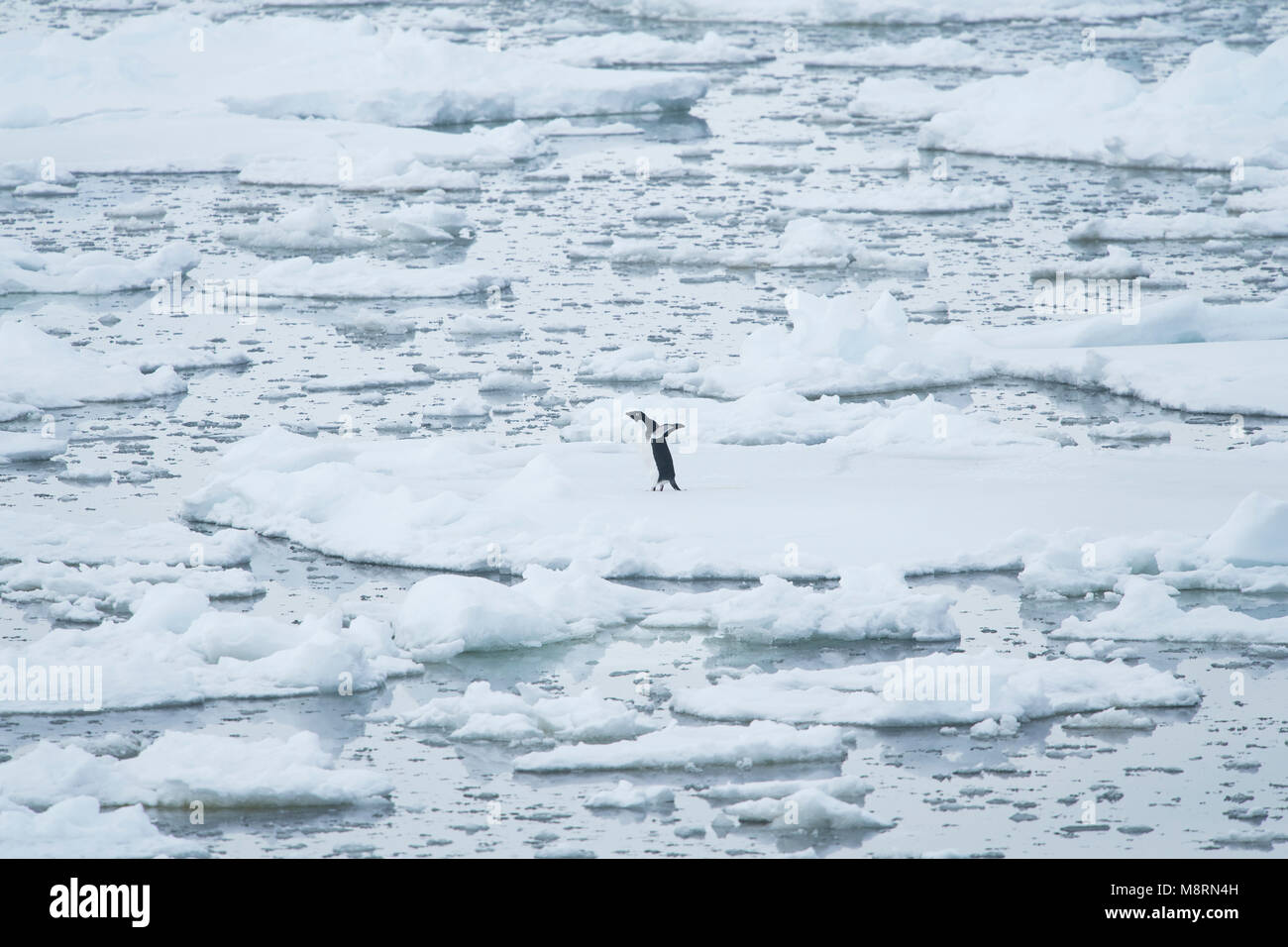 Eine einsame Adelie Pinguin steht auf Packeis im französischen Passage vor der Küste der Antarktischen Halbinsel. Stockfoto
