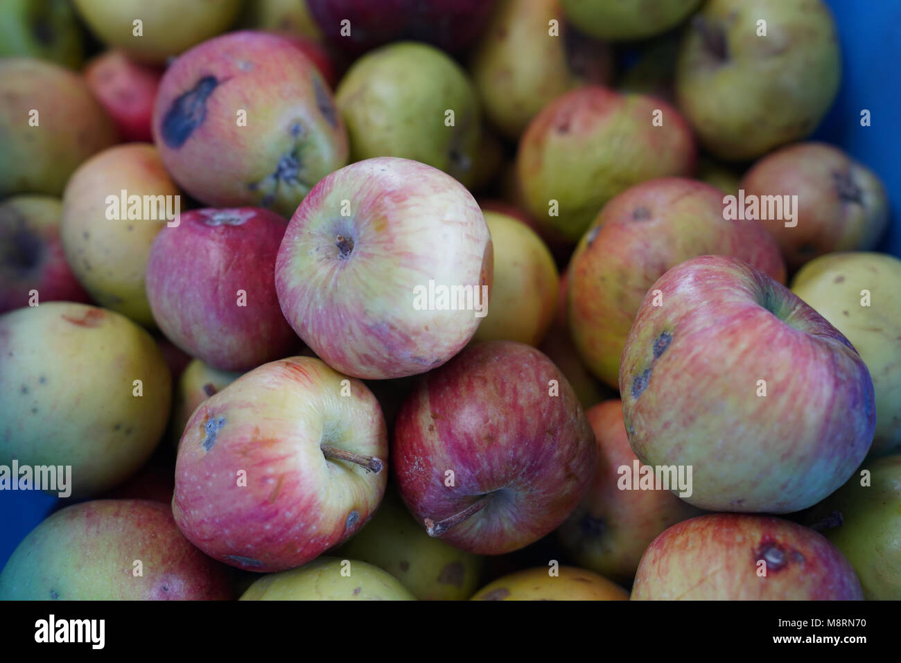 Organischer reife rote Äpfel Stockfoto