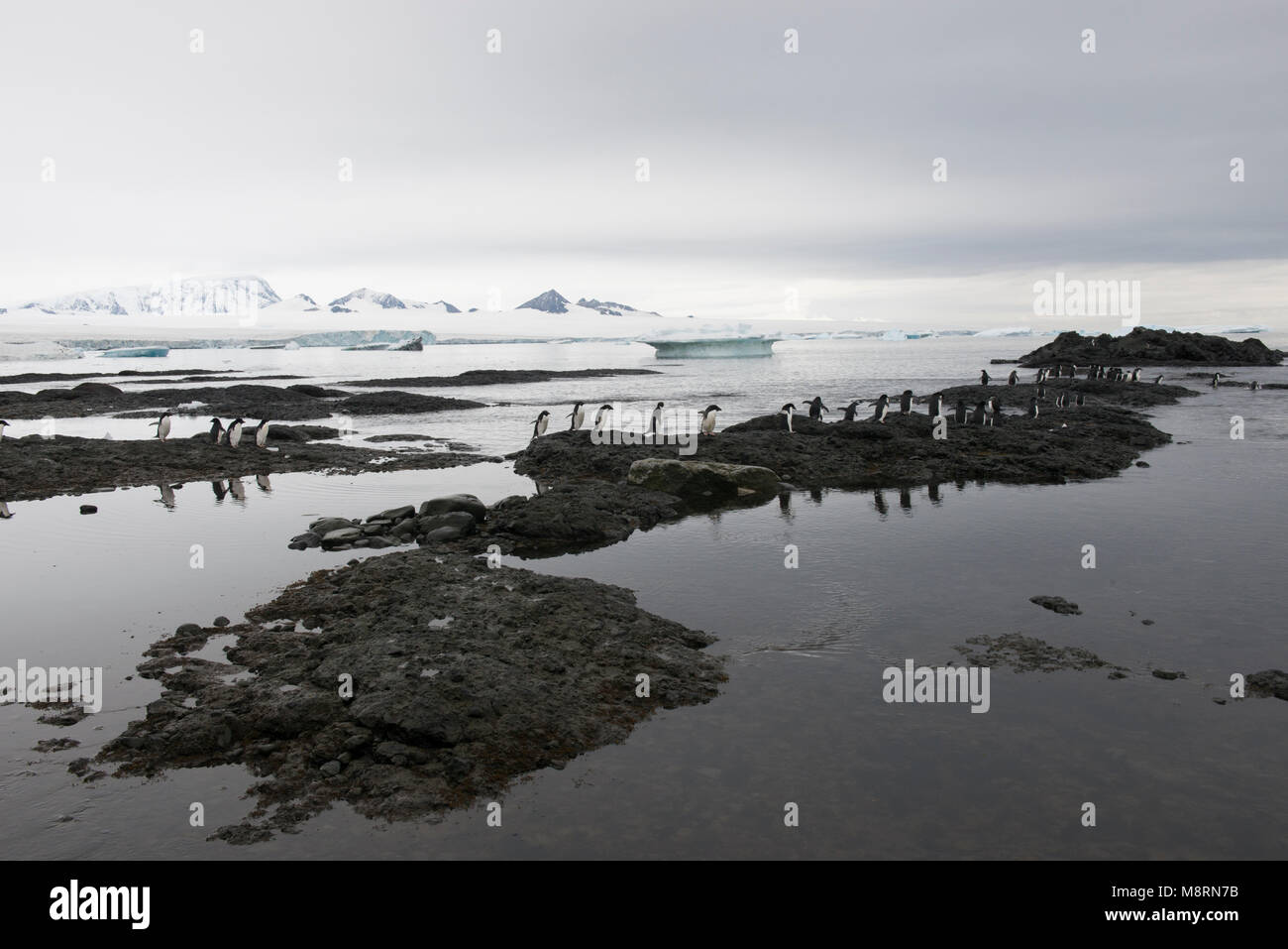 Eine Gruppe von Adelie Pinguine Spaziergang in eine Linie zum Meer entlang der felsigen Küste an der Brown Bluff, Antarktis. Stockfoto