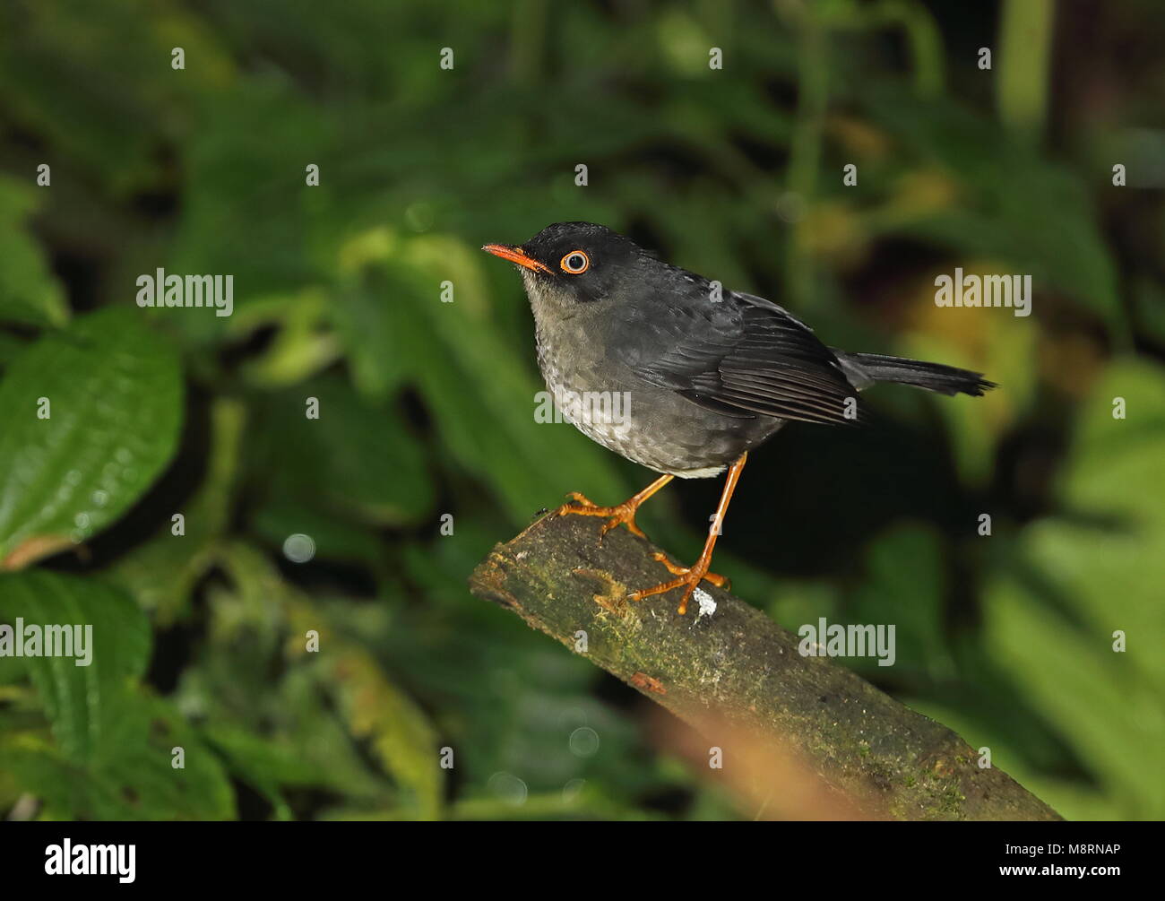 Slaty-backed Nachtigall - soor (Catharus fuscater fuscater) erwachsenen Perche 4d auf Zweig Vinicio Birdwatcher's House, Nono-Mindo Straße, Ecuador Stockfoto
