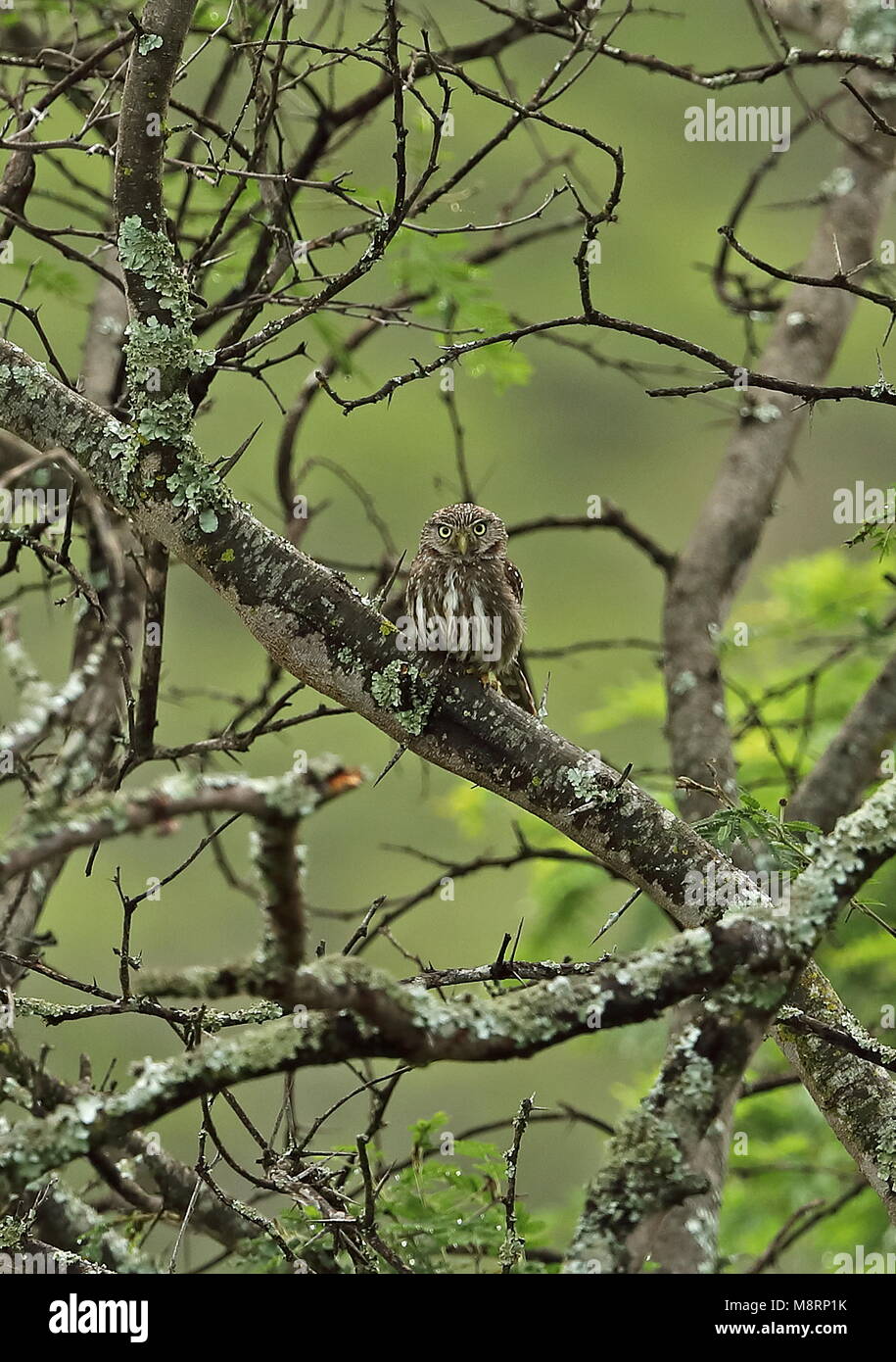 Peruanische Pygmy-Owl (Glaucidium peruanum) Erwachsenen auf dem Zweig Catamayo, Ecuador Februar gehockt Stockfoto