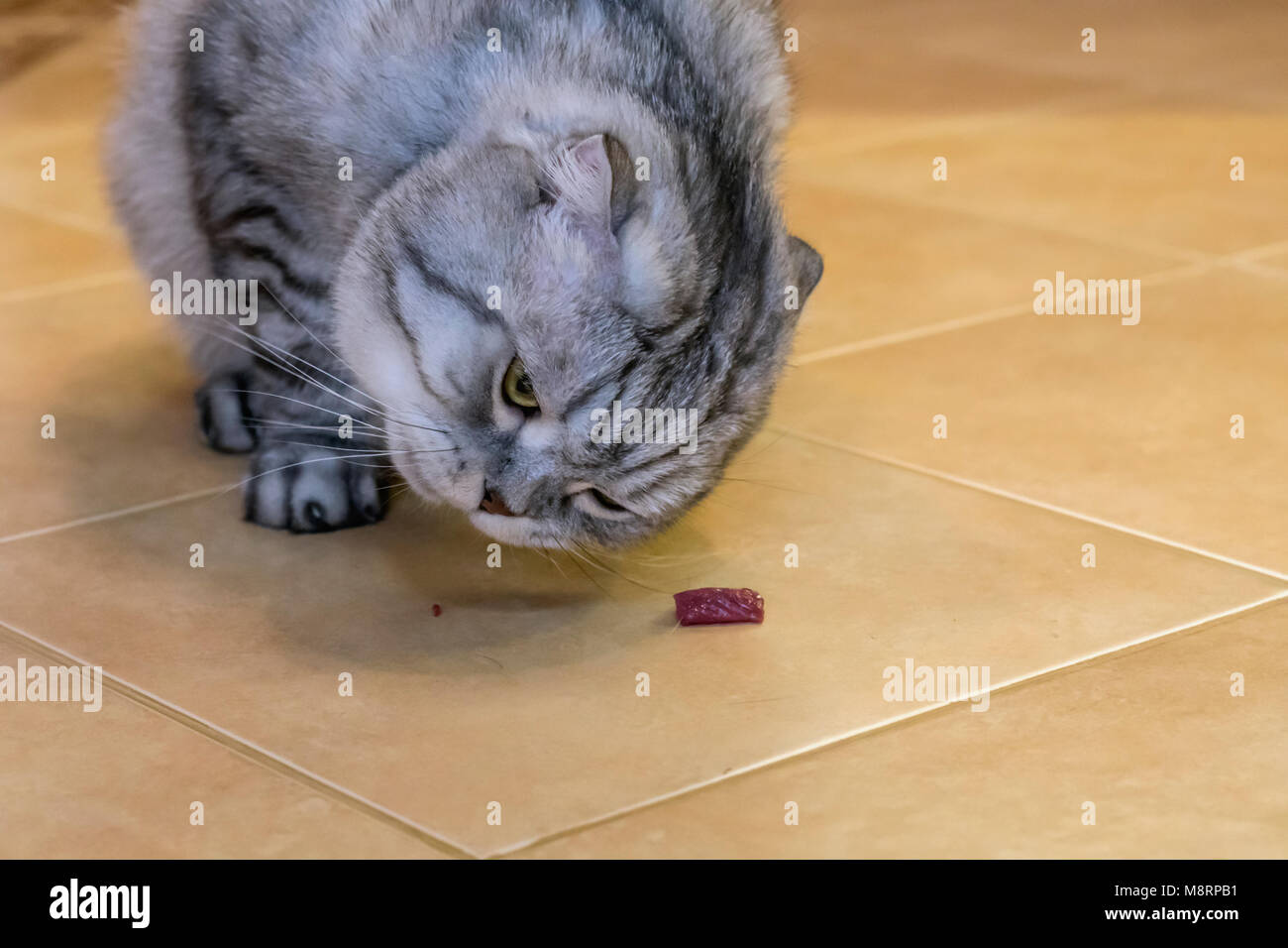 Graue Katze Scottish Fold isst Fleisch, auf der keramischen Boden Stockfoto