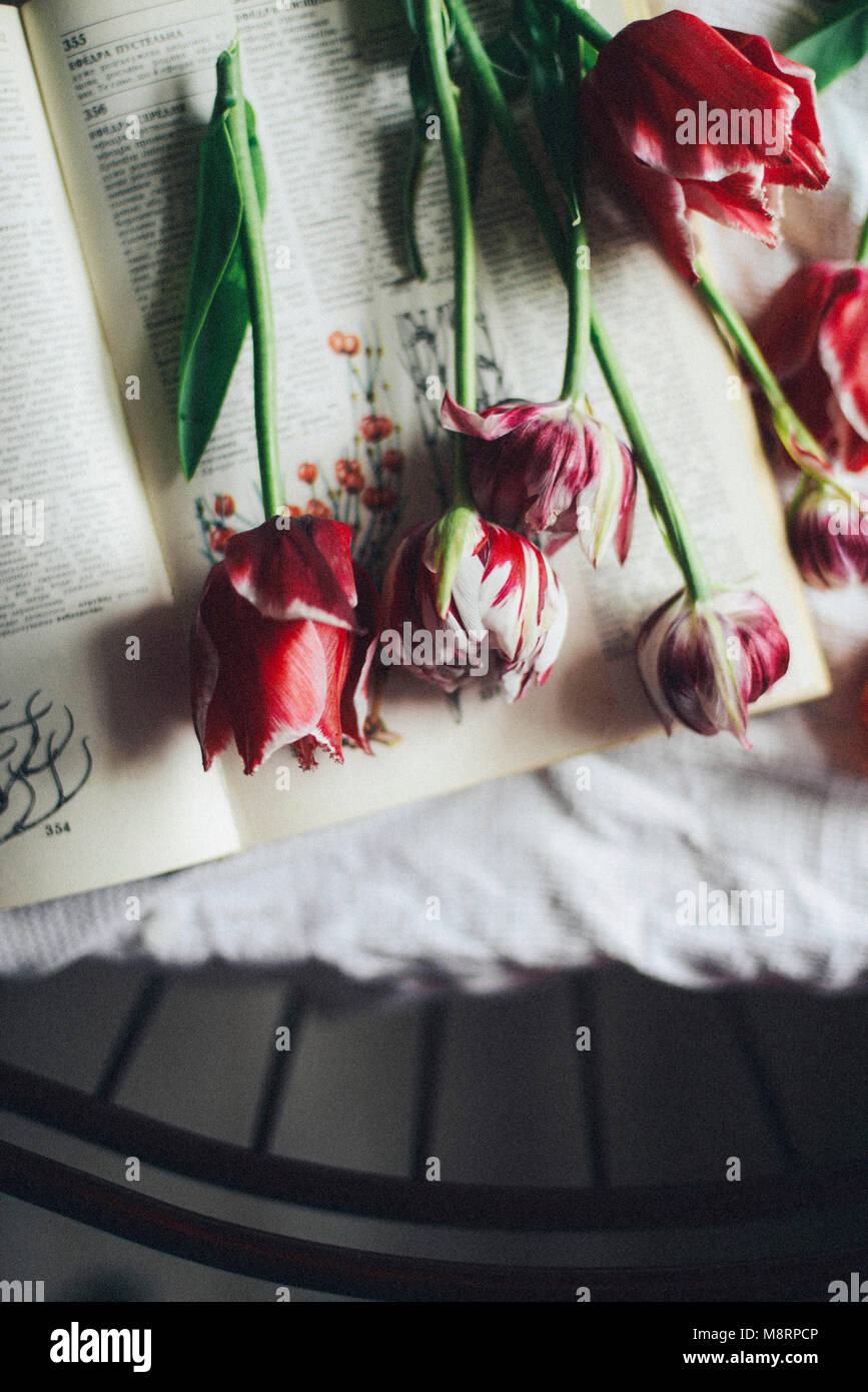 Hohe Betrachtungswinkel von Blumen mit Buch auf dem Tisch Stockfoto