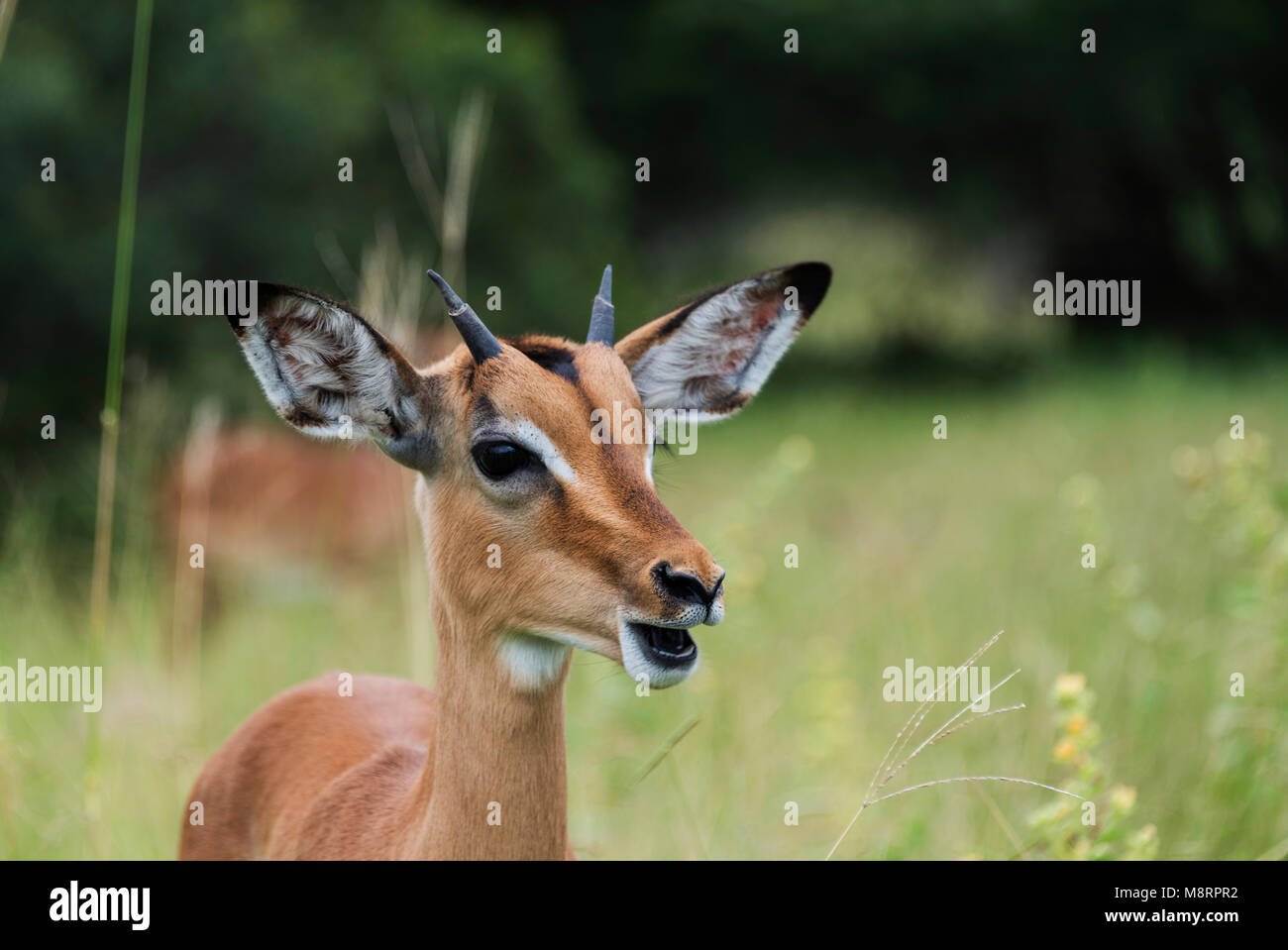 Junge Impala in Südafrika Stockfoto
