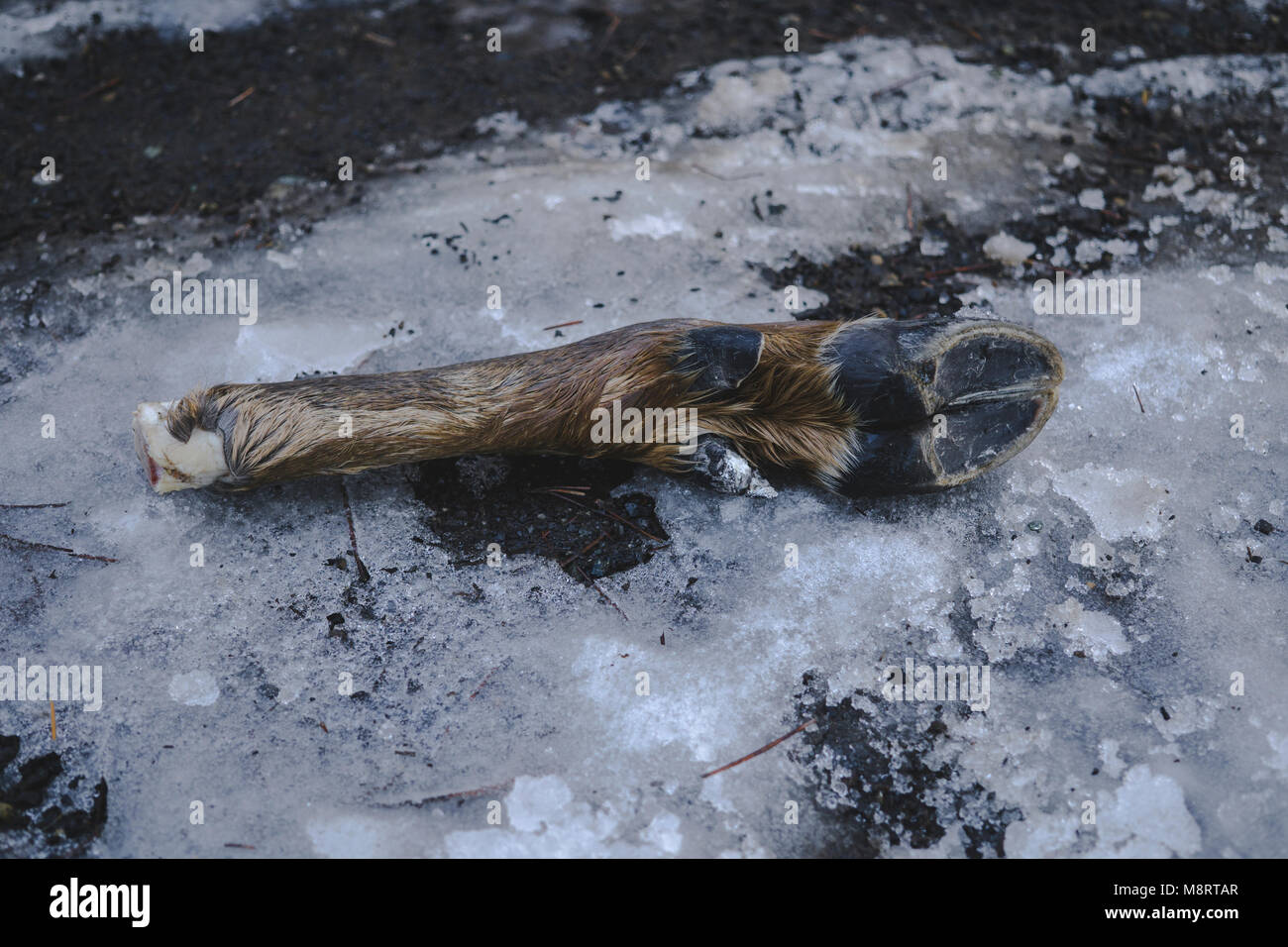 In der Nähe der toten Tier Bein auf verschneiten Land Stockfoto