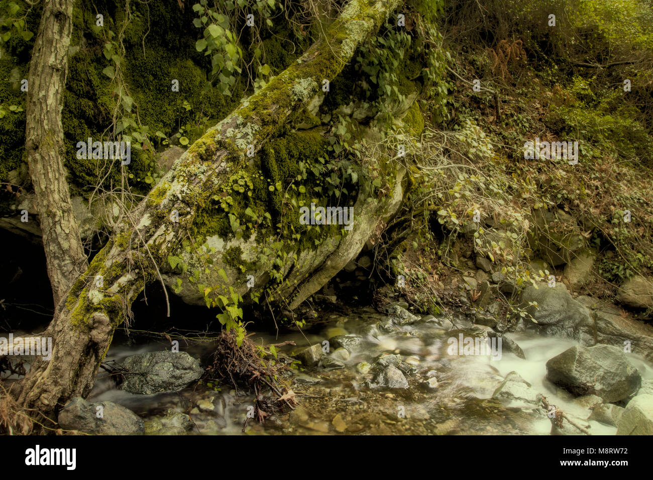 Verfilztes Moos bedeckt Wurzeln und niedrigen Wasser auf das Caledonia Trail, Platres, Paphos, Zypern Stockfoto