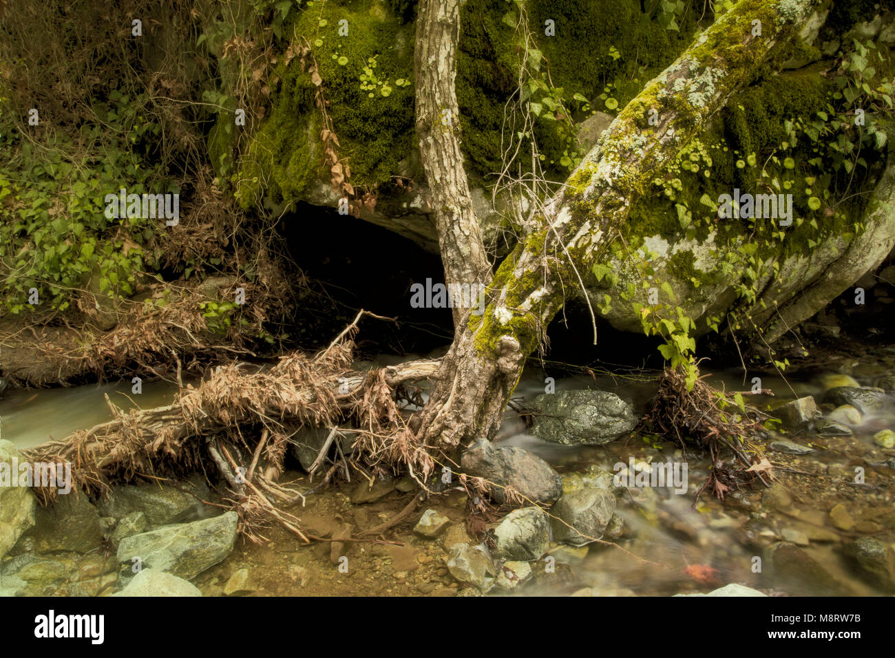 Verfilztes Moos bedeckt Wurzeln und niedrigen Wasser auf das Caledonia Trail, Platres, Paphos, Zypern Stockfoto