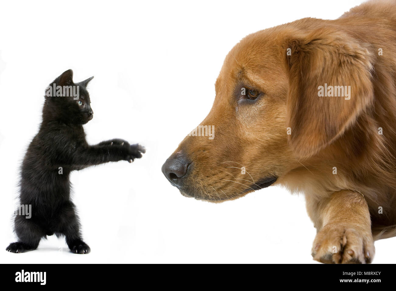 Golden Retriever Hund konfrontieren einen feisty Kätzchen Stockfoto